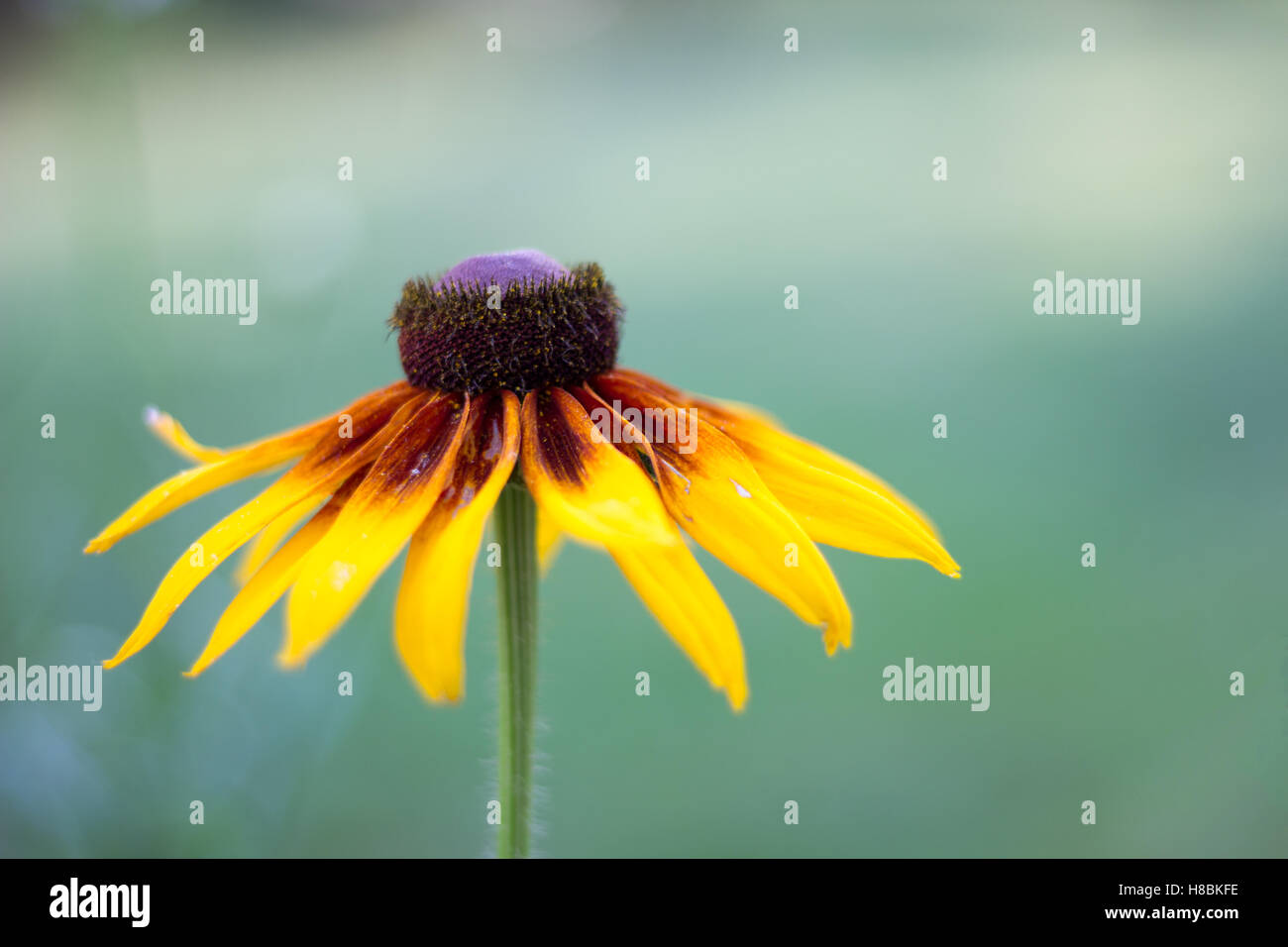 Soft focus flower hi-res stock photography and images - Alamy