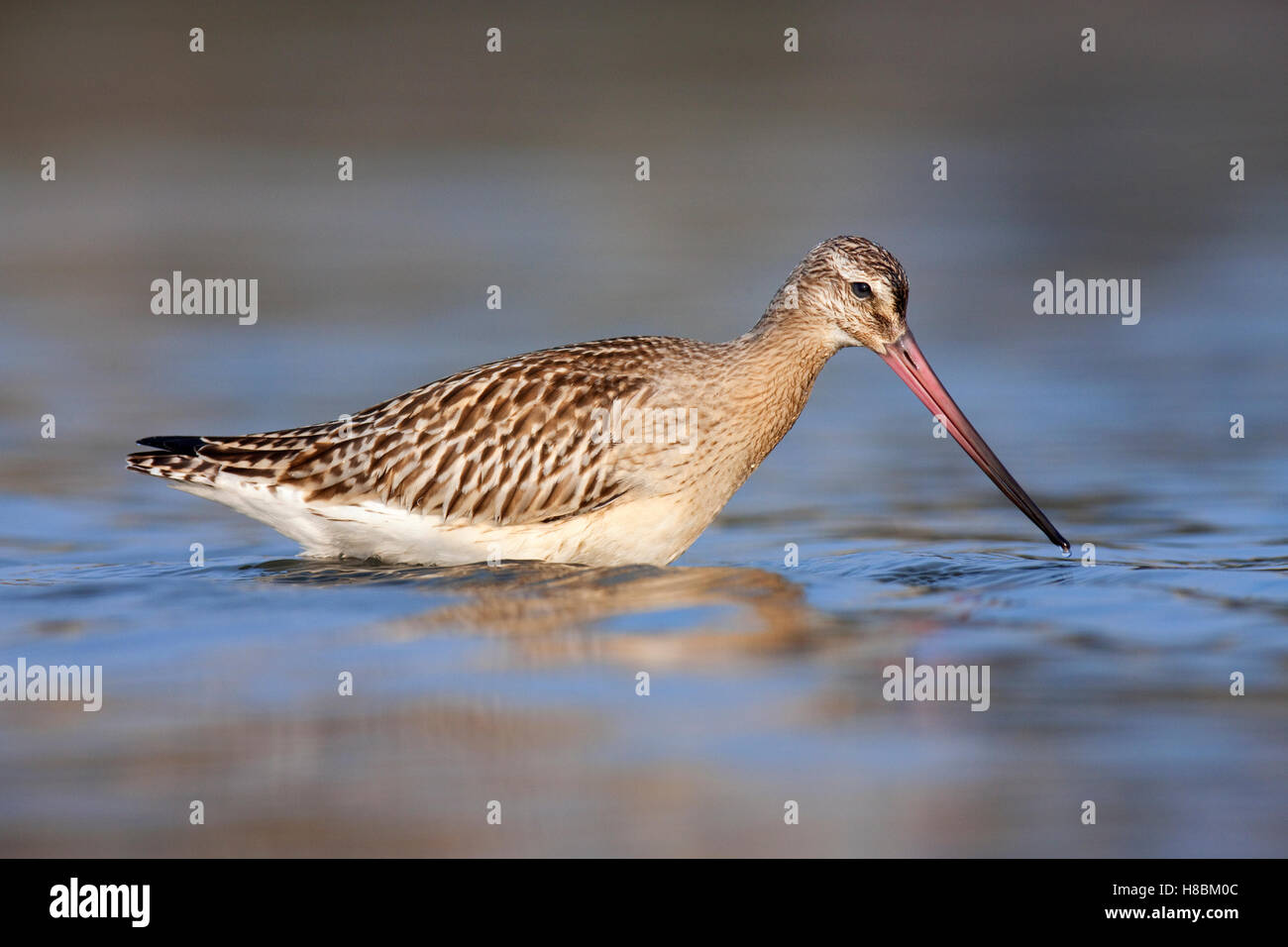 Bar-tailed Godwit (Limosa Lapponica), Helgoland, Germany Stock Photo ...