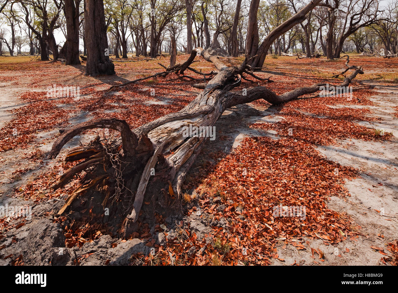 Mopane forest with dead tree, Moremi Game Reserve, Botswana Stock Photo ...