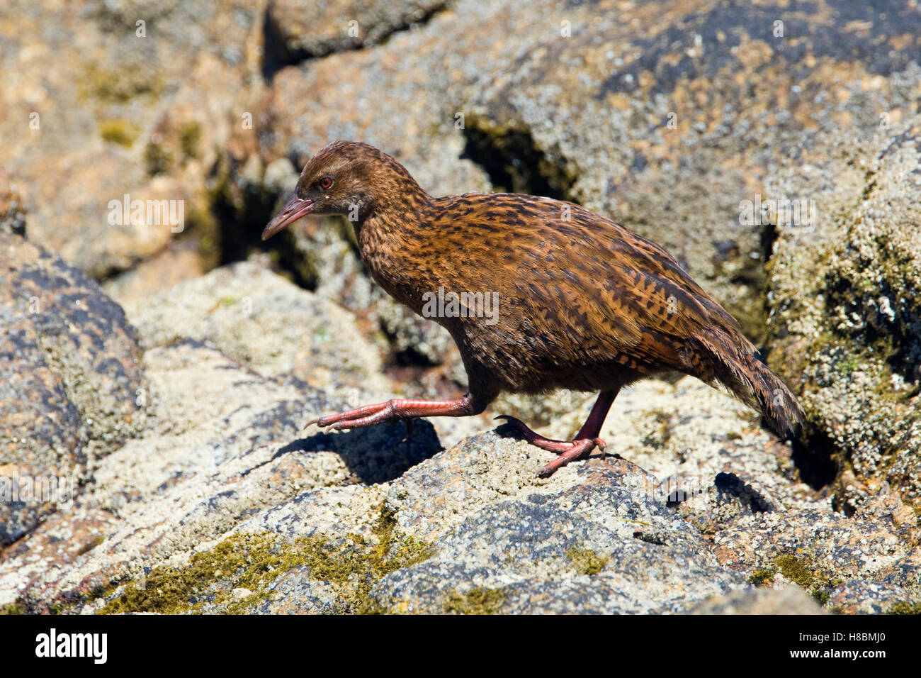 Foraging On Rocks Weka (Gallirallus australis) foraging on rocks, Stewart Island, New ...