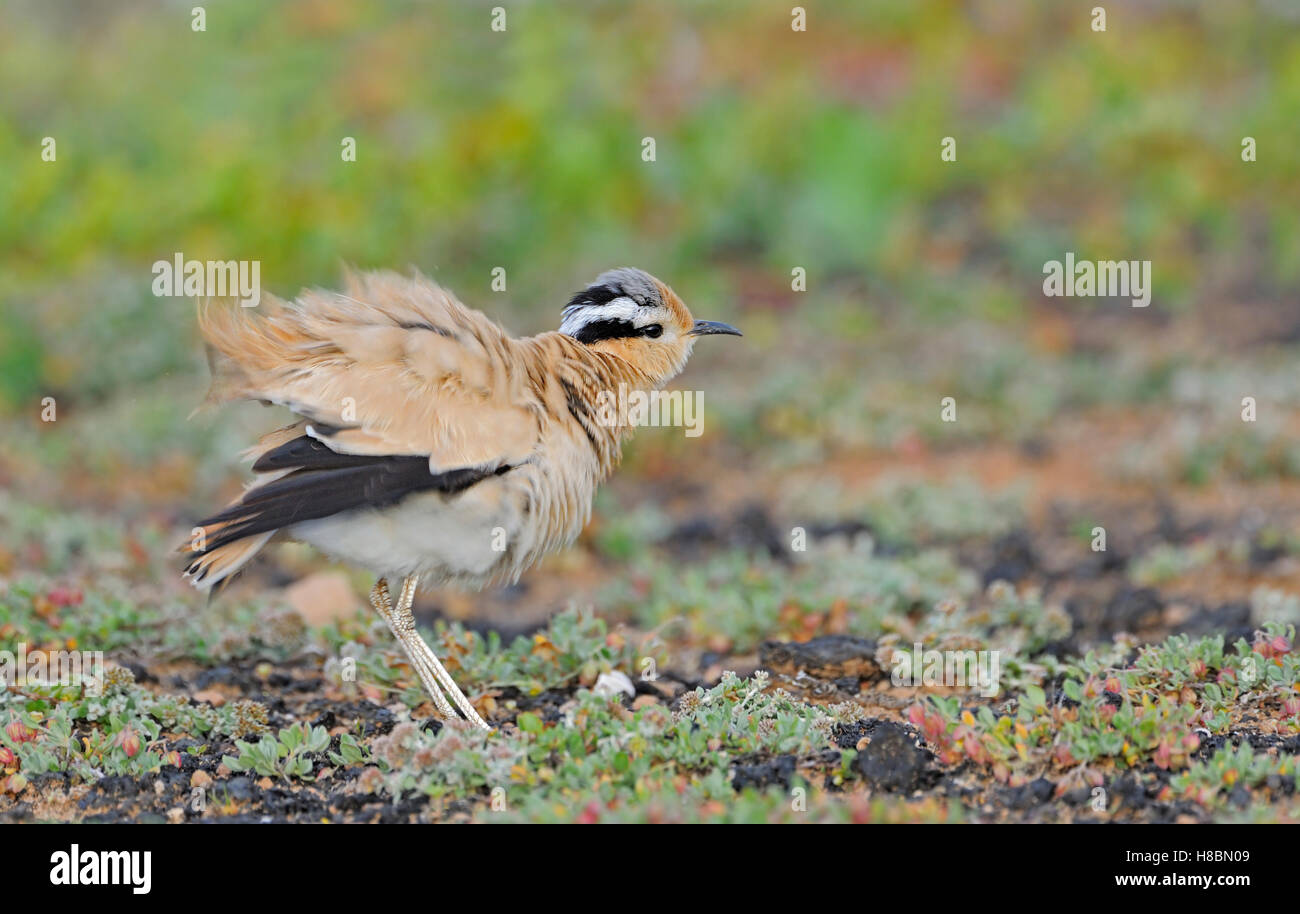 Cream-colored Courser (Cursorius cursor) shaking itself, El Jable ...