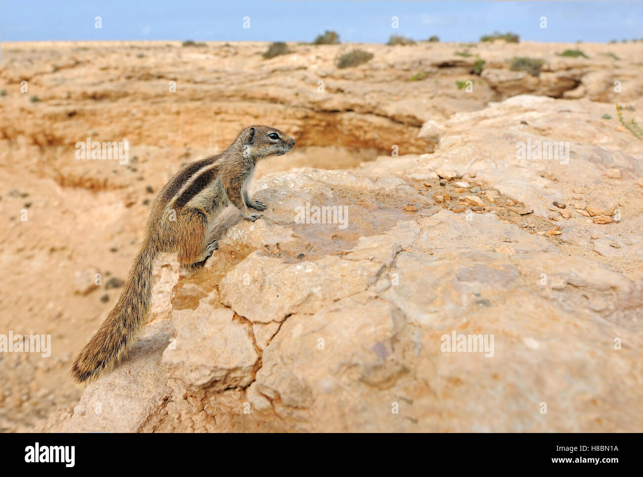Barbary Ground Squirrel (Atlantoxerus getulus) in desert habitat