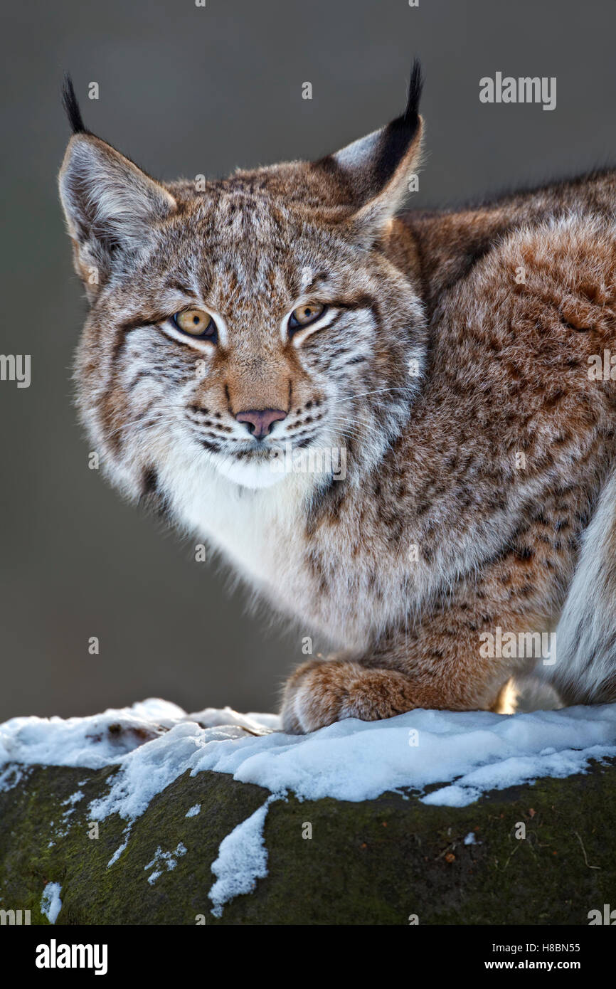 Eurasian Lynx (Lynx lynx) portrait, Germany Stock Photo - Alamy