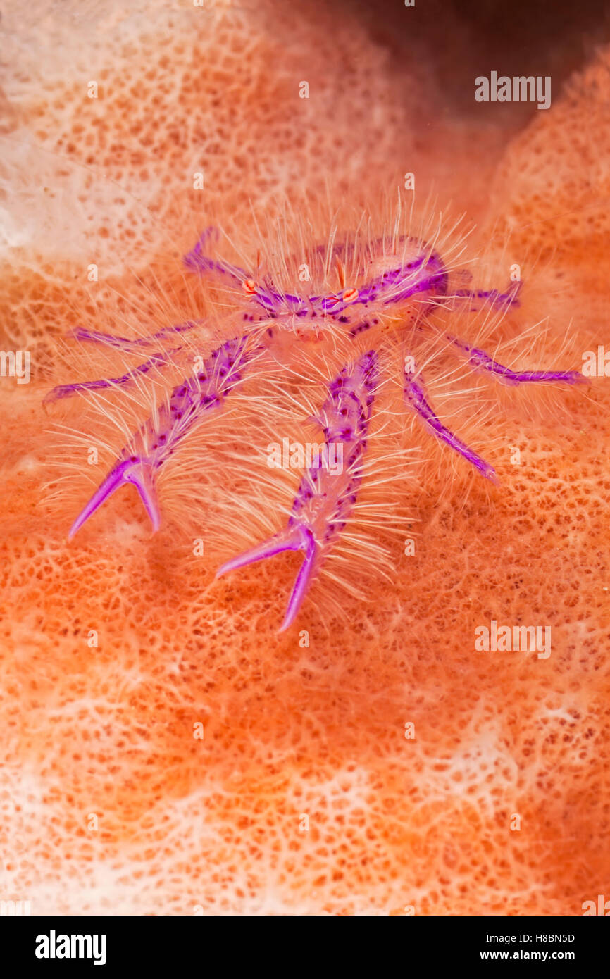 Hairy Squat Lobster (Lauriea siagiani), Lembeh Strait, Sulawesi