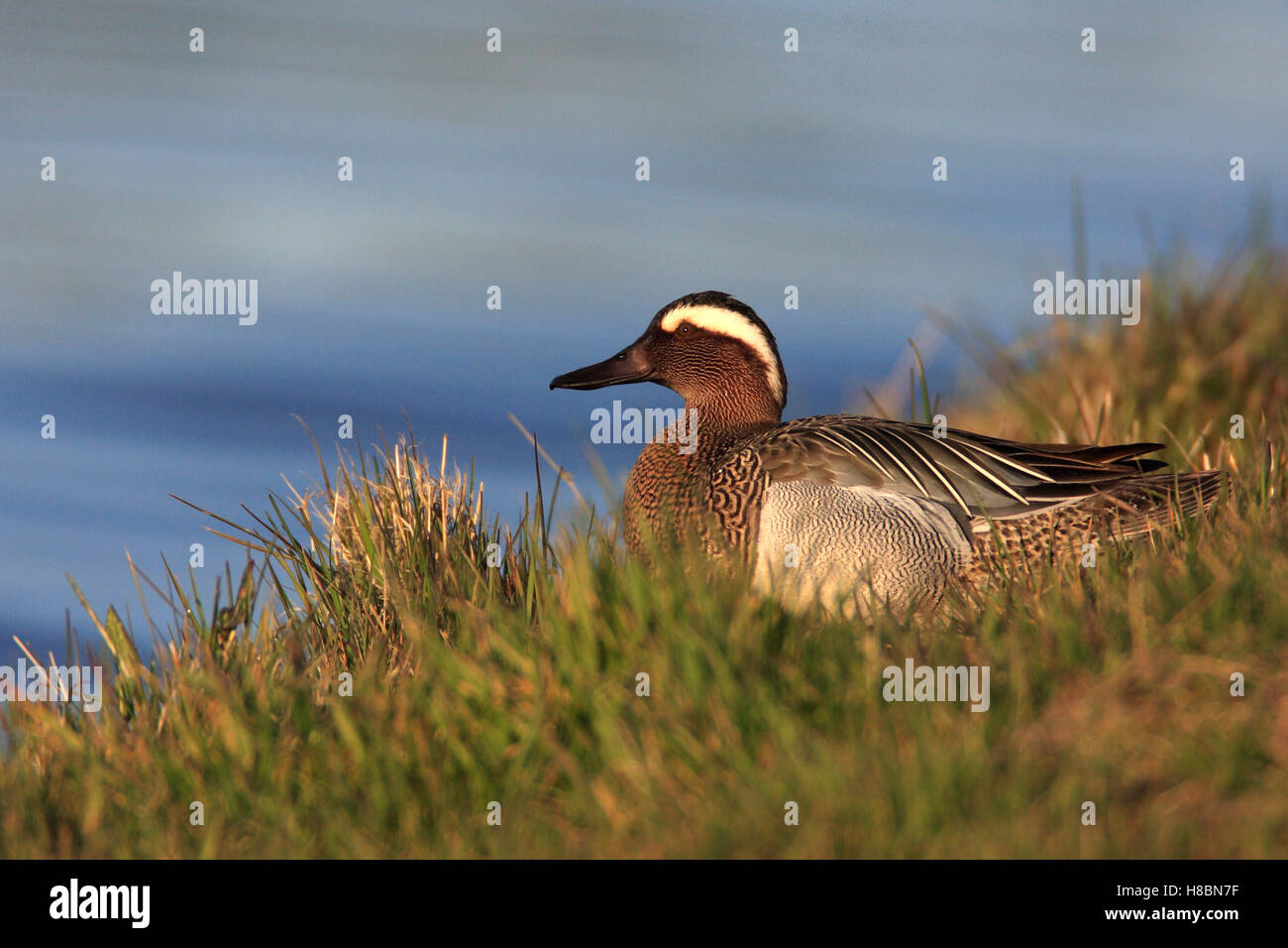 Garganey (Anas querquedula) duck male, Friesland, Netherlands Stock ...