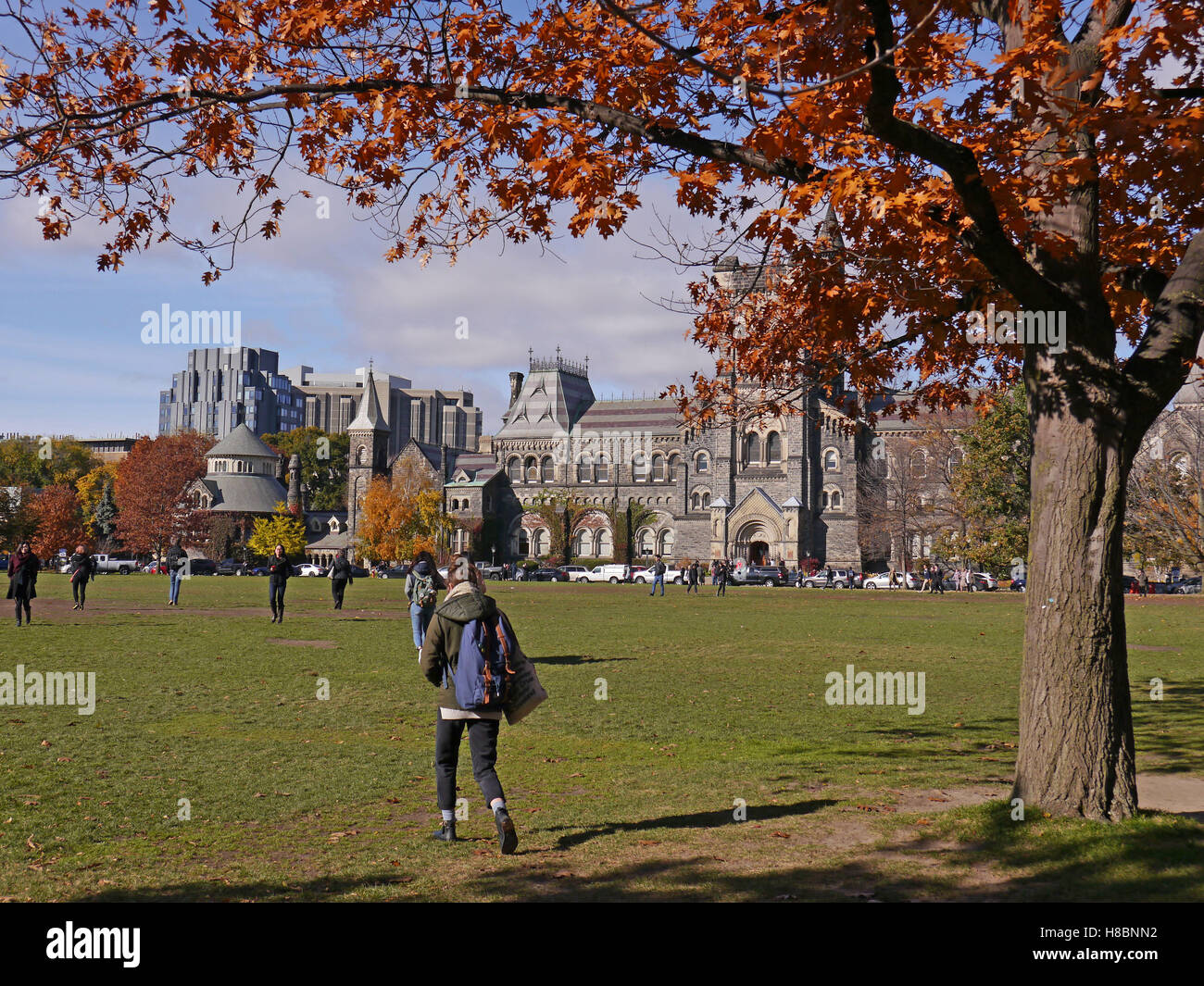 oak trees in fall colors on University of Toronto campus Stock Photo