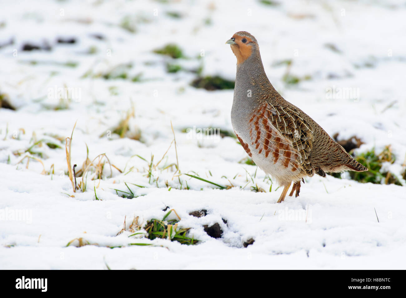 European Partridge (Perdix perdix) in snow, Vechta, Lower Saxony ...