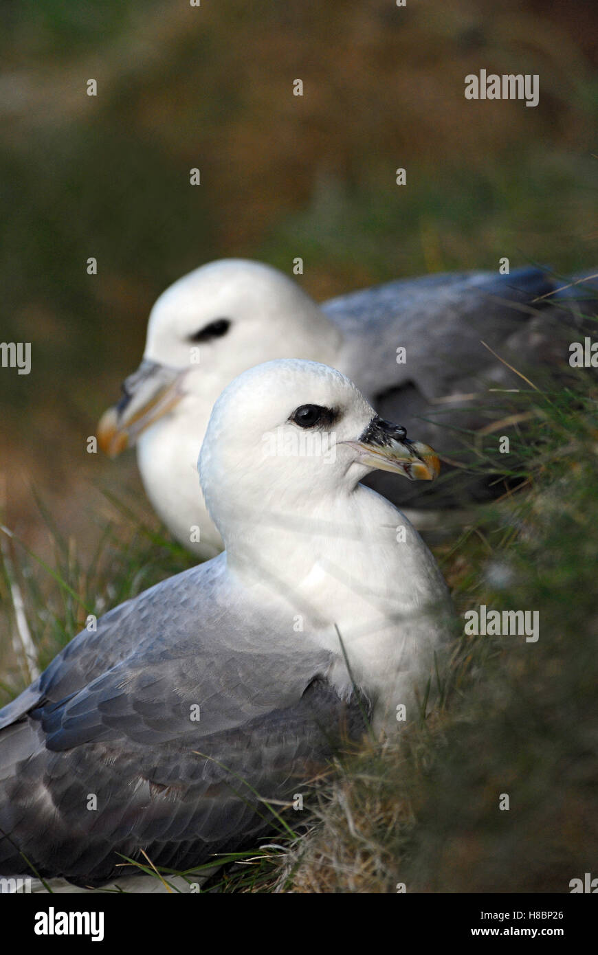 Northern Fulmar (Fulmarus glacialis) pair at nest, Seahouses