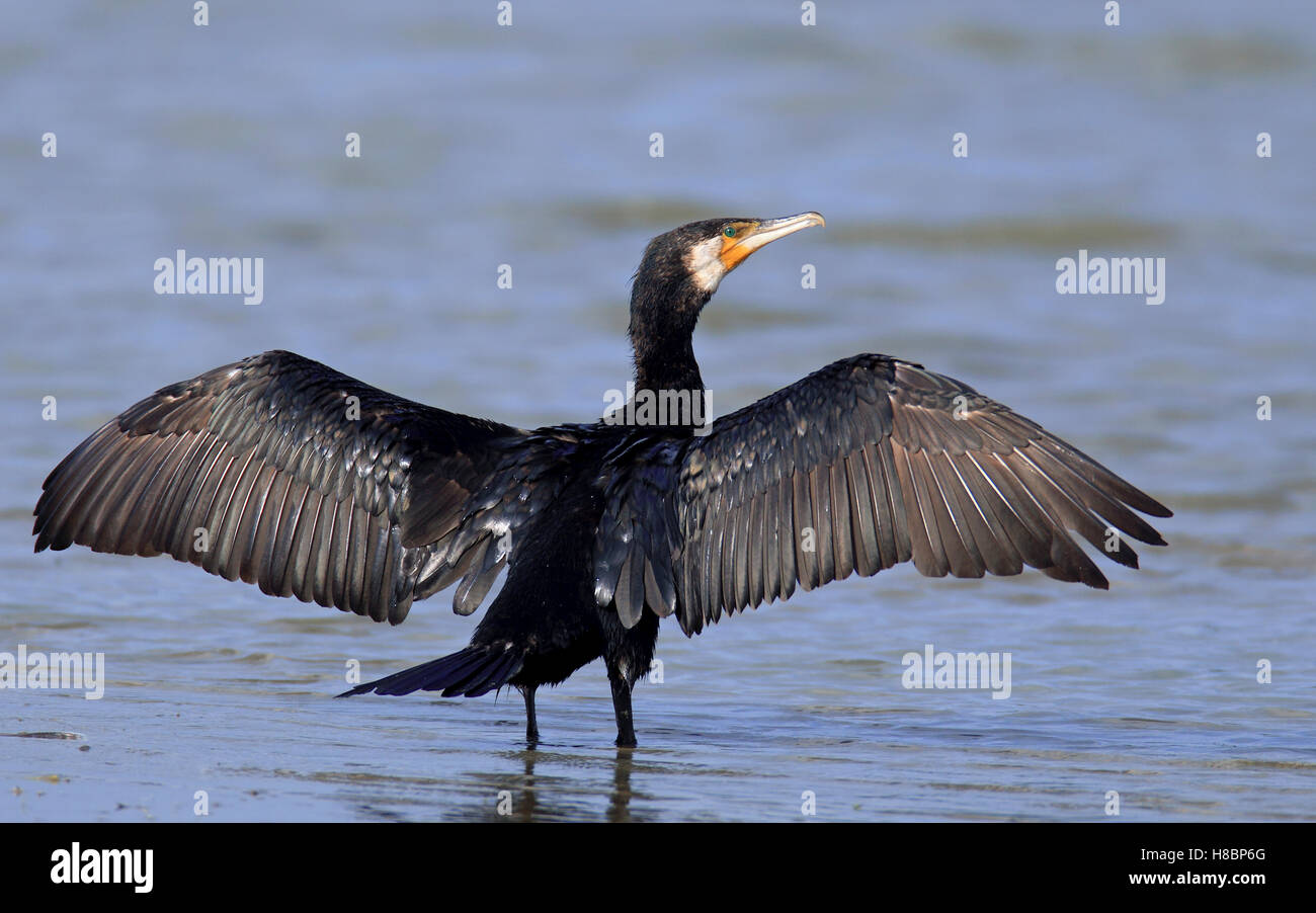Great Cormorant (Phalacrocorax carbo) drying wings, Flevoland