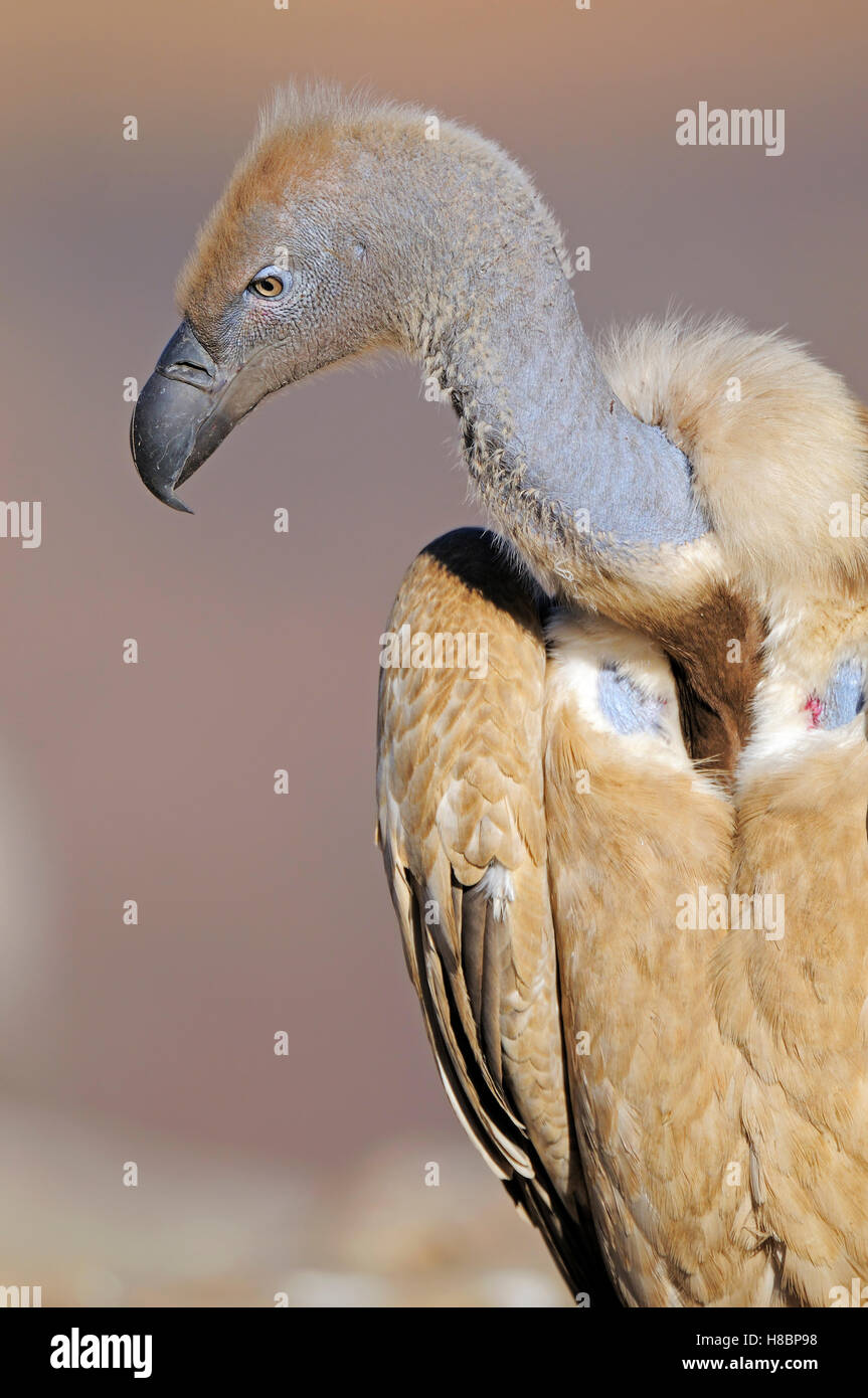 Cape Vulture (Gyps Coprotheres), Giant's Castle Nature Reserve ...