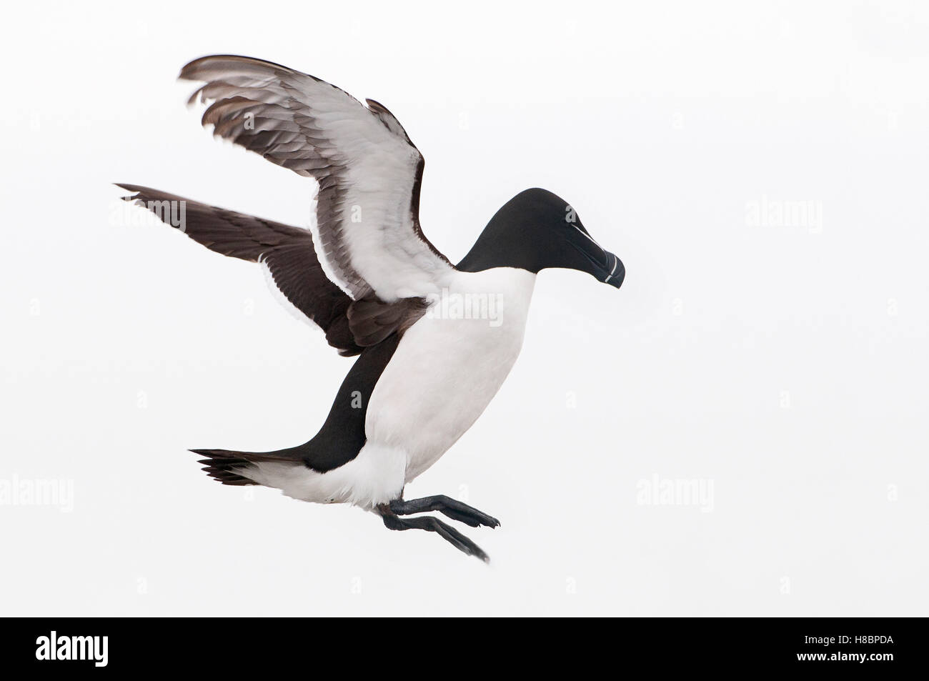 Razorbill (Alca torda) flying, Farne Islands, Northumberland, England ...