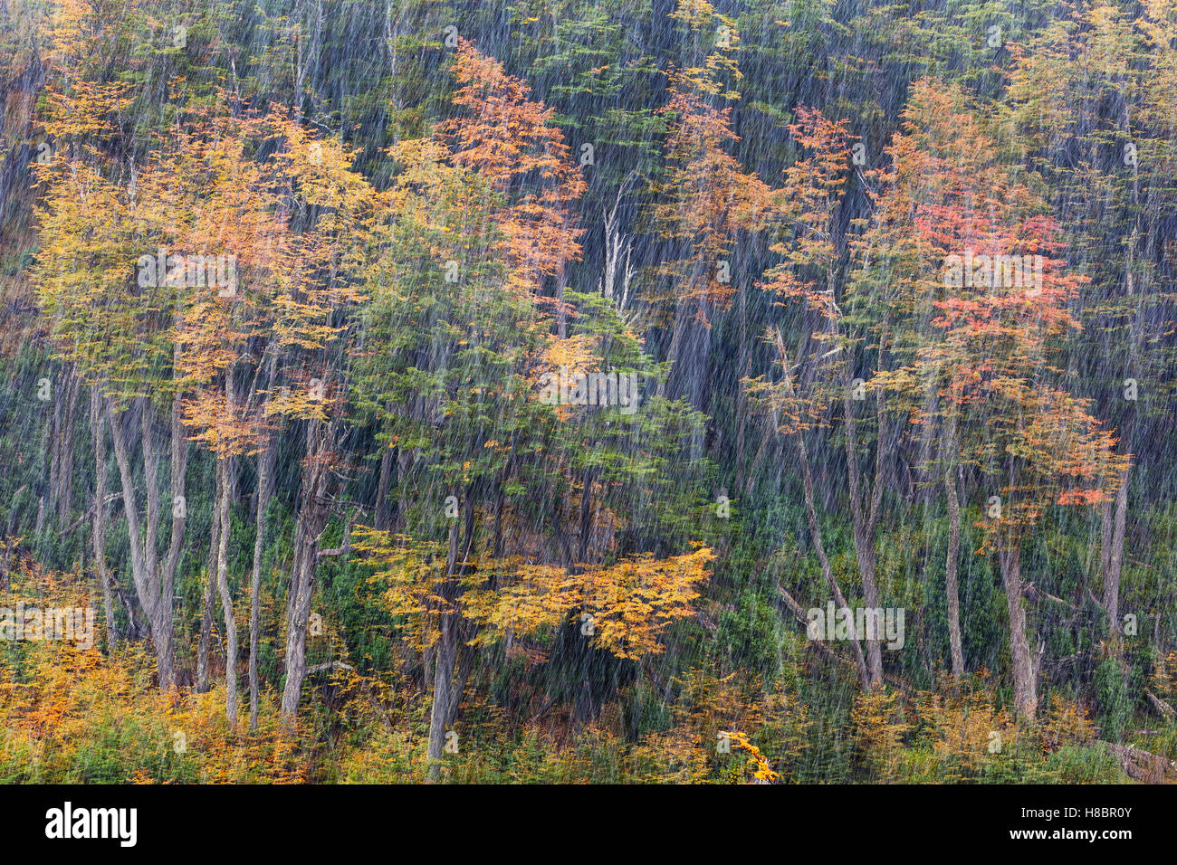 Lenga Beech (Nothofagus pumilio) forest during snowfall in autumn Stock Photo