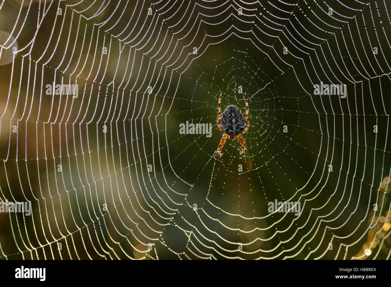Garden Spider (Araneus diadematus) on a dewy web, Germany Stock Photo ...