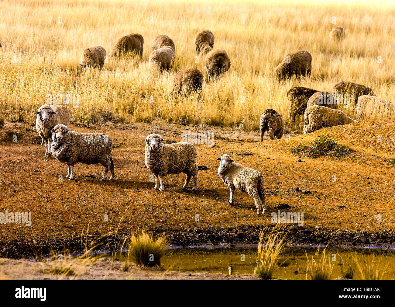Sheep surviving the drought thanks to some scrubby feed and a small