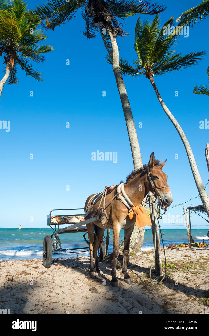 Working horse waits with a cart on the beach of a remote island in Nordeste, Bahia, Brazil Stock Photo