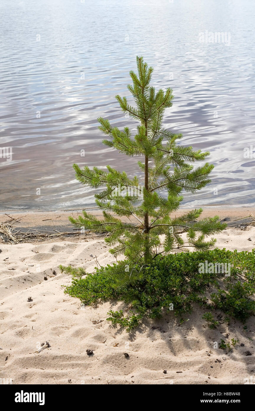 pine tree growing on beach, Finland Stock Photo Alamy