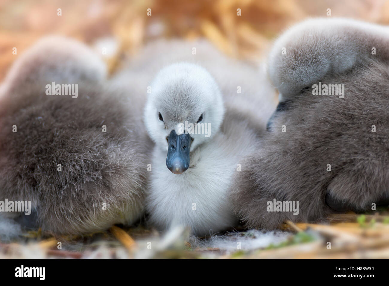 Mute Swan and Cygnets Stock Photo