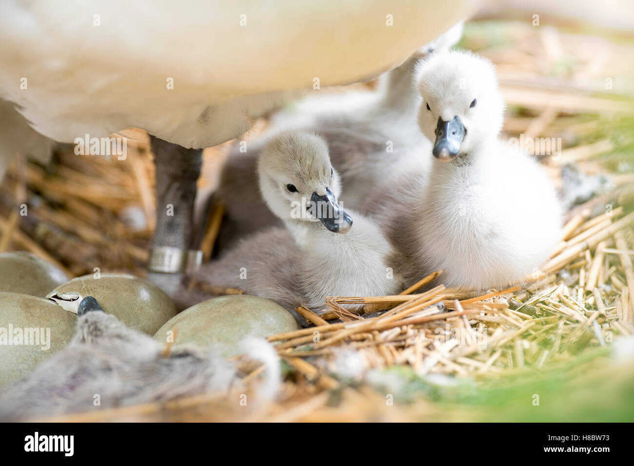 Mute Swan and Cygnets Stock Photo