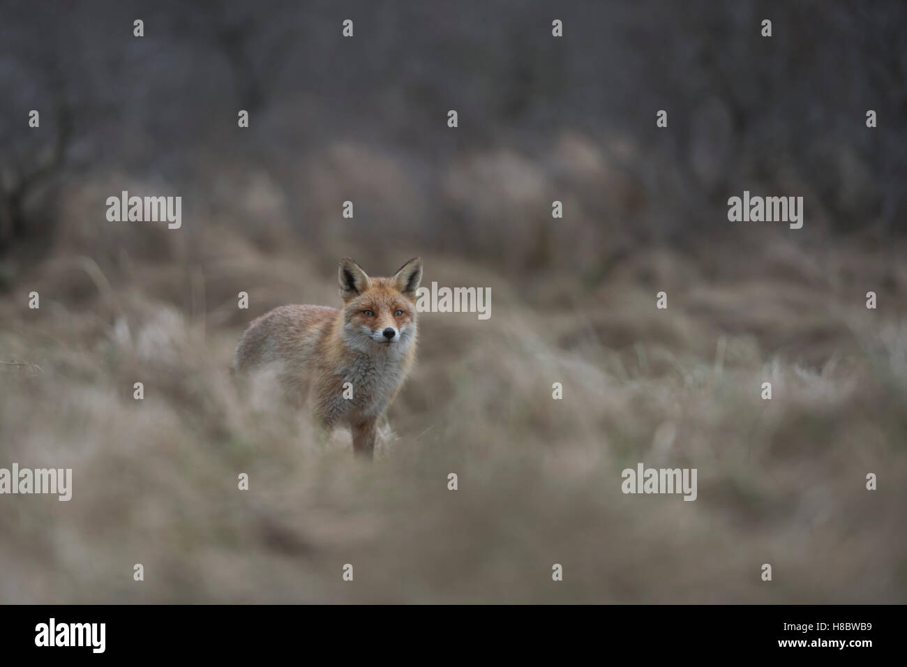 Red Fox ( Vulpes vulpes ) in nice surrounding, high dry, rotten grass, at the edge of a forest, open land, standing, watching. Stock Photo
