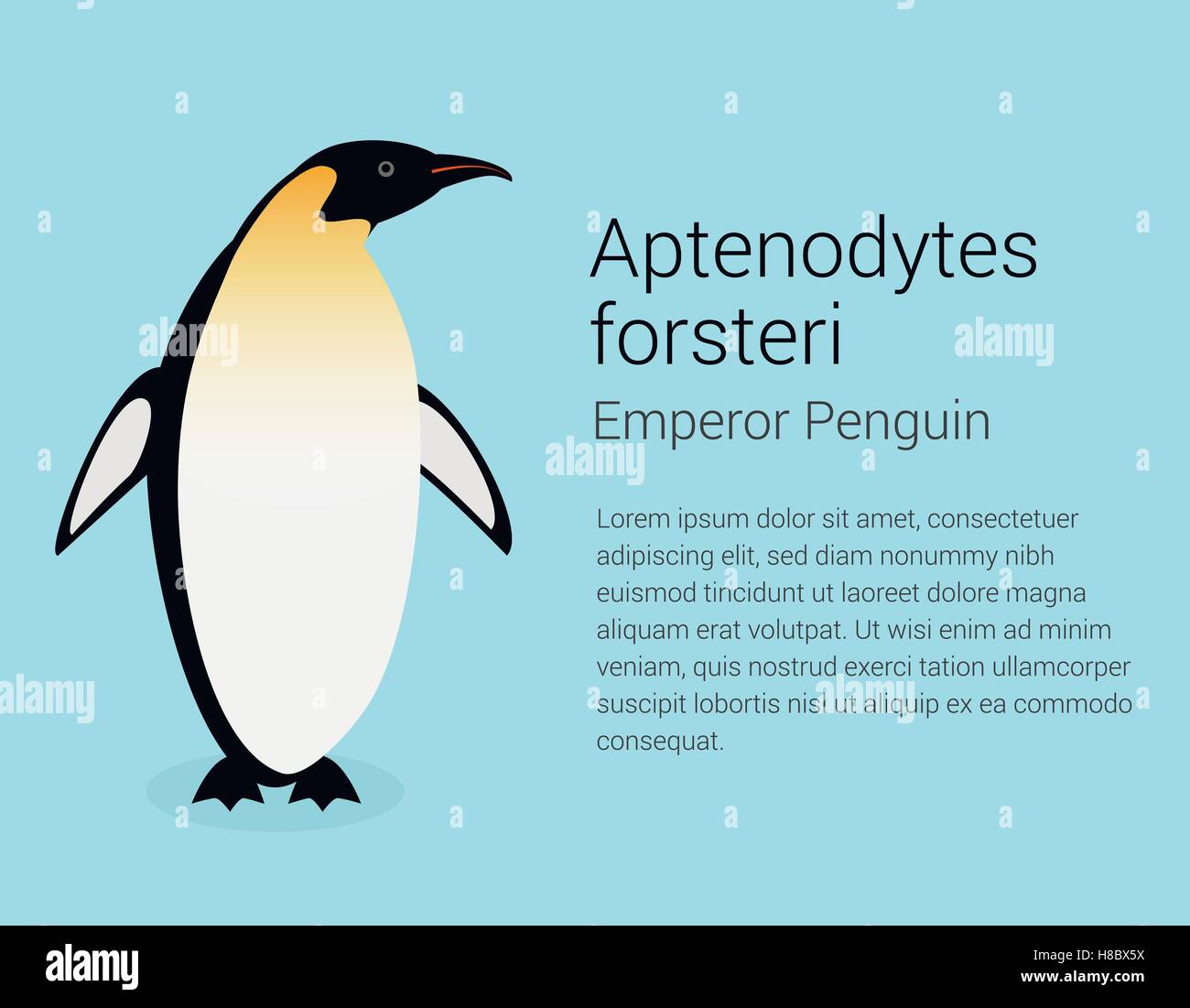 Emperor Penguin. Flat isolated illustration on blue background Stock Vector  Image & Art - Alamy