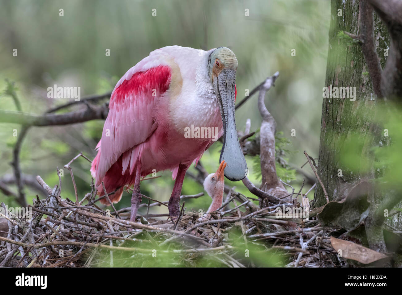 Spoonbill nest hi-res stock photography and images - Alamy