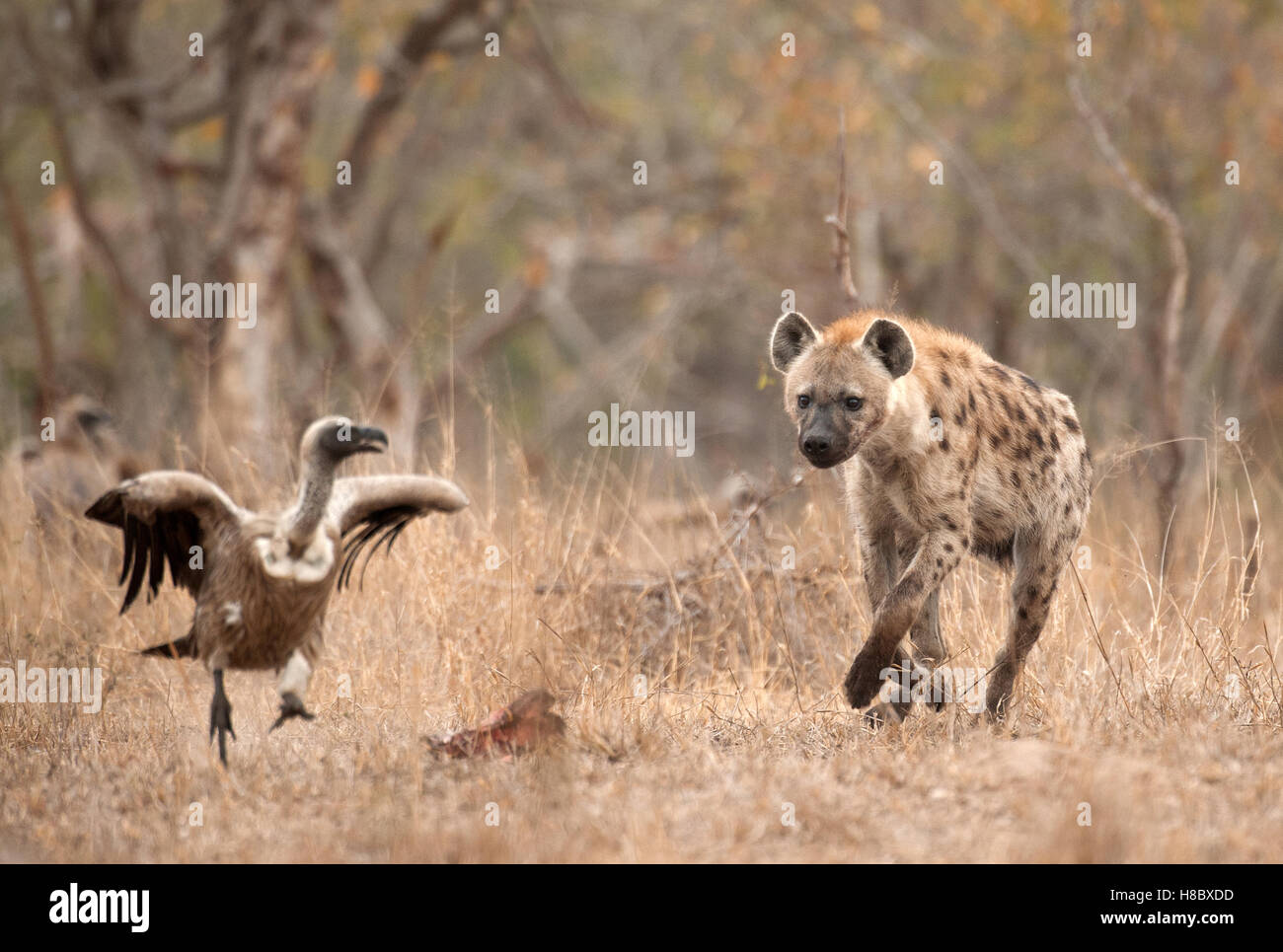 Spotted hyaena chasing vulture Stock Photo
