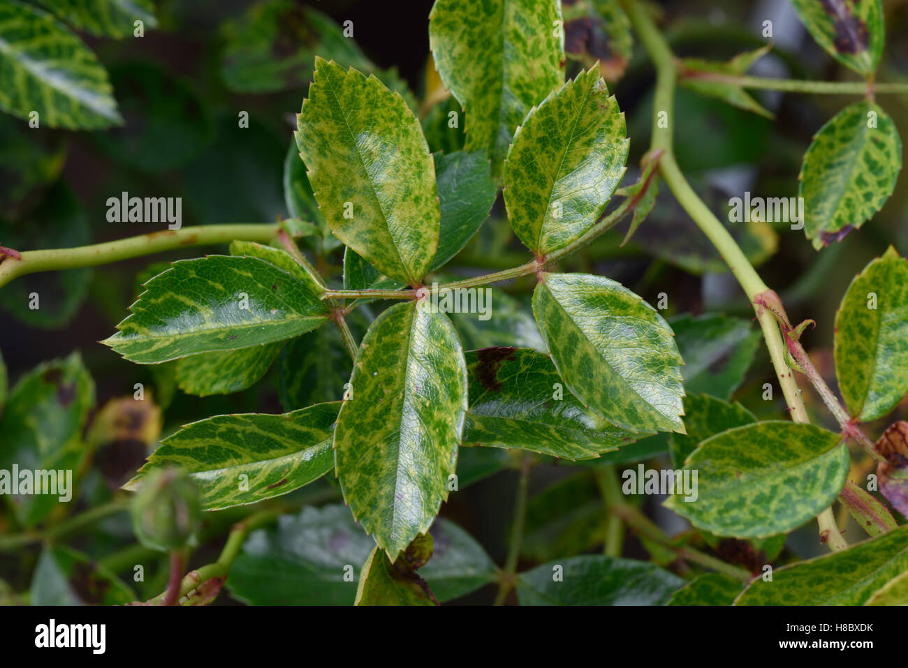 Vein clearing and yellowing to leaves of a standard rose probably caused by a mosaic virus Stock Photo