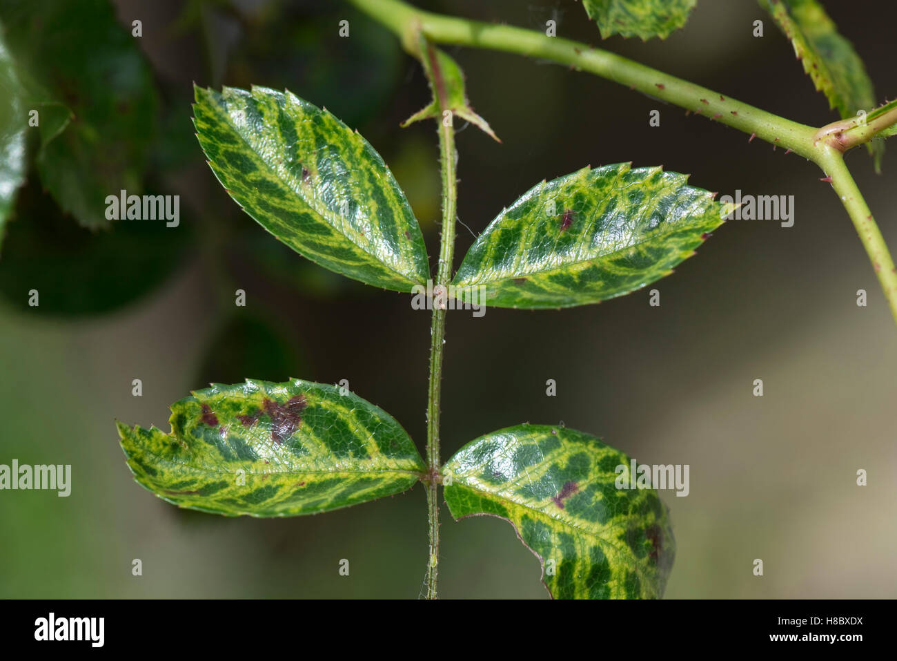 Vein clearing and yellowing to leaves of a standard rose probably caused by a mosaic virus Stock Photo