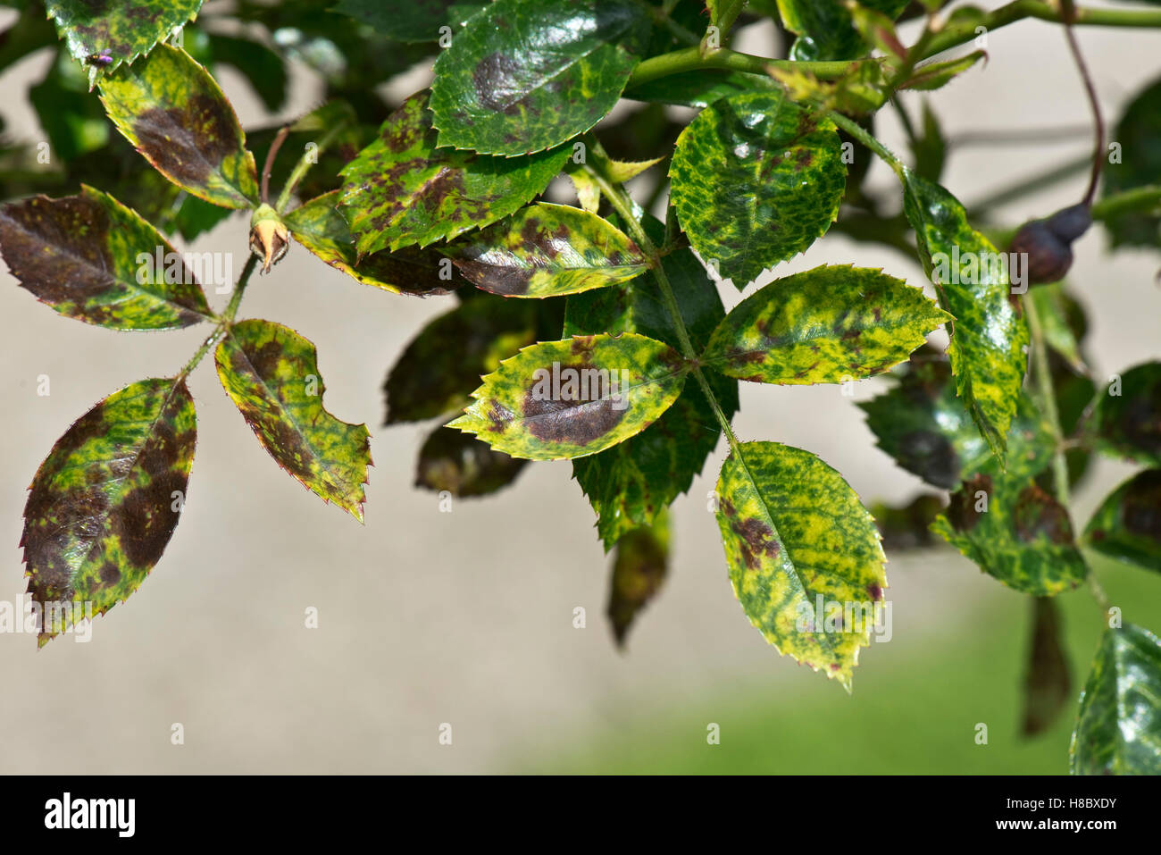 Vein clearing and yellowing and necrosis to leaves of a standard rose