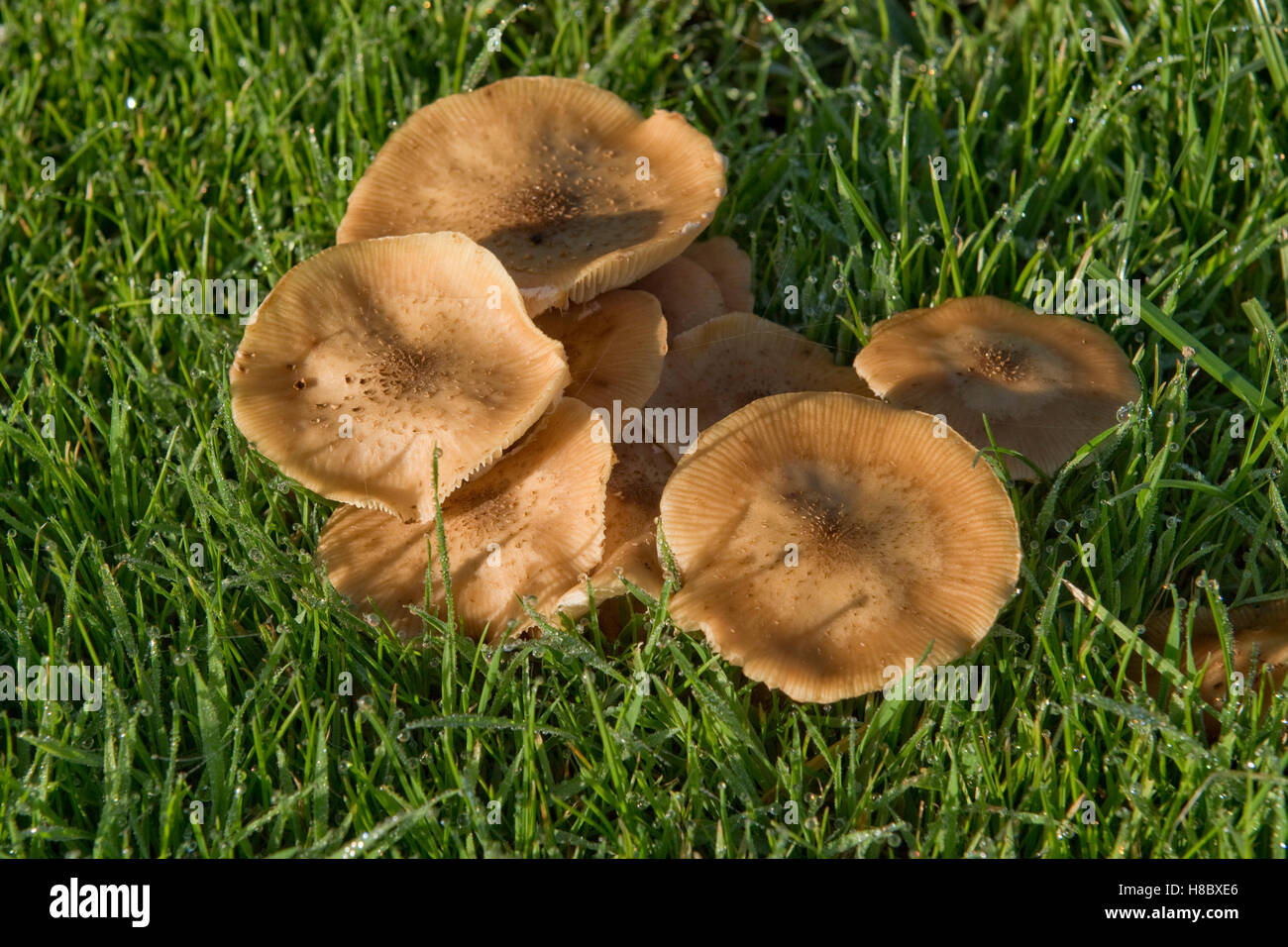 Honey fungus, Armillaria mellea, fruiting bodies in grass close to