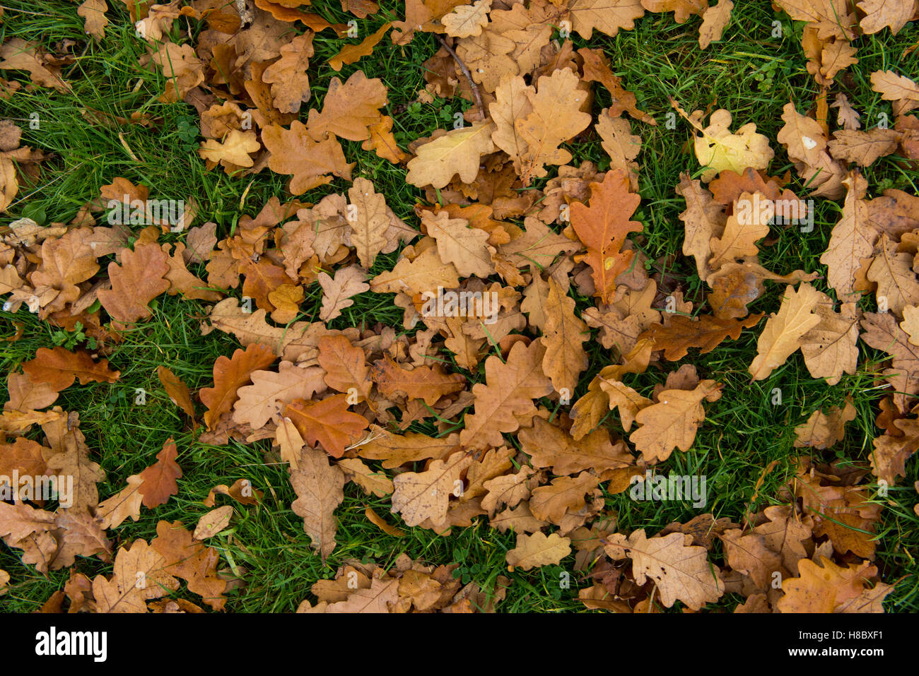 Golden brown fallen leaves of an English oak tree, Quercus robur lying on the grass in autumn, October Stock Photo