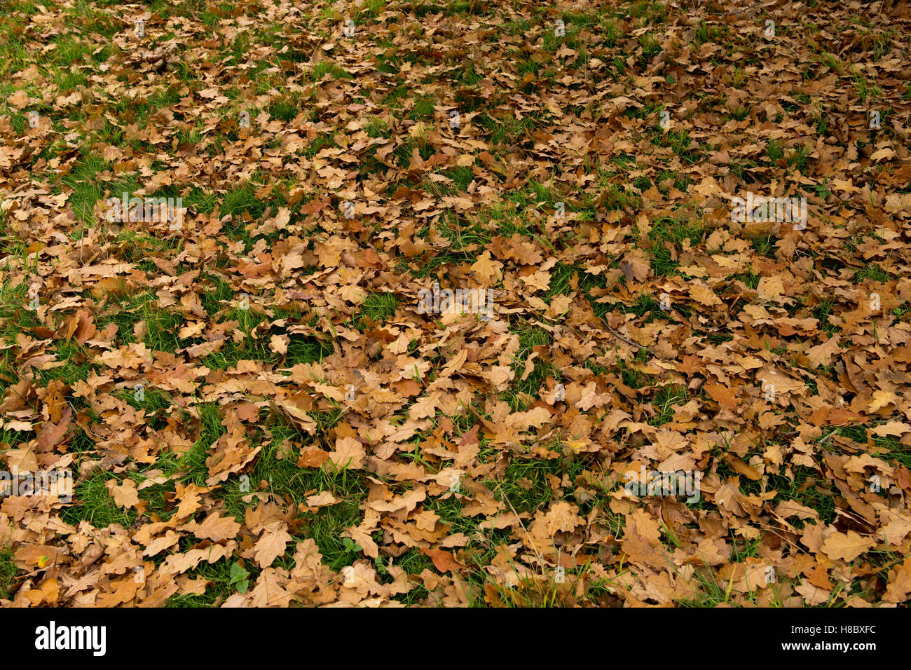 Golden brown fallen leaves of an English oak tree, Quercus robur lying on the grass in autumn, October Stock Photo