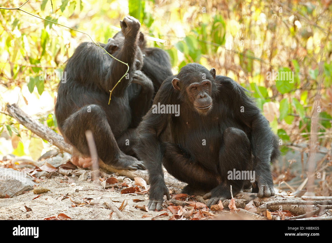 Group of chimpanzees resting and grooming Stock Photo