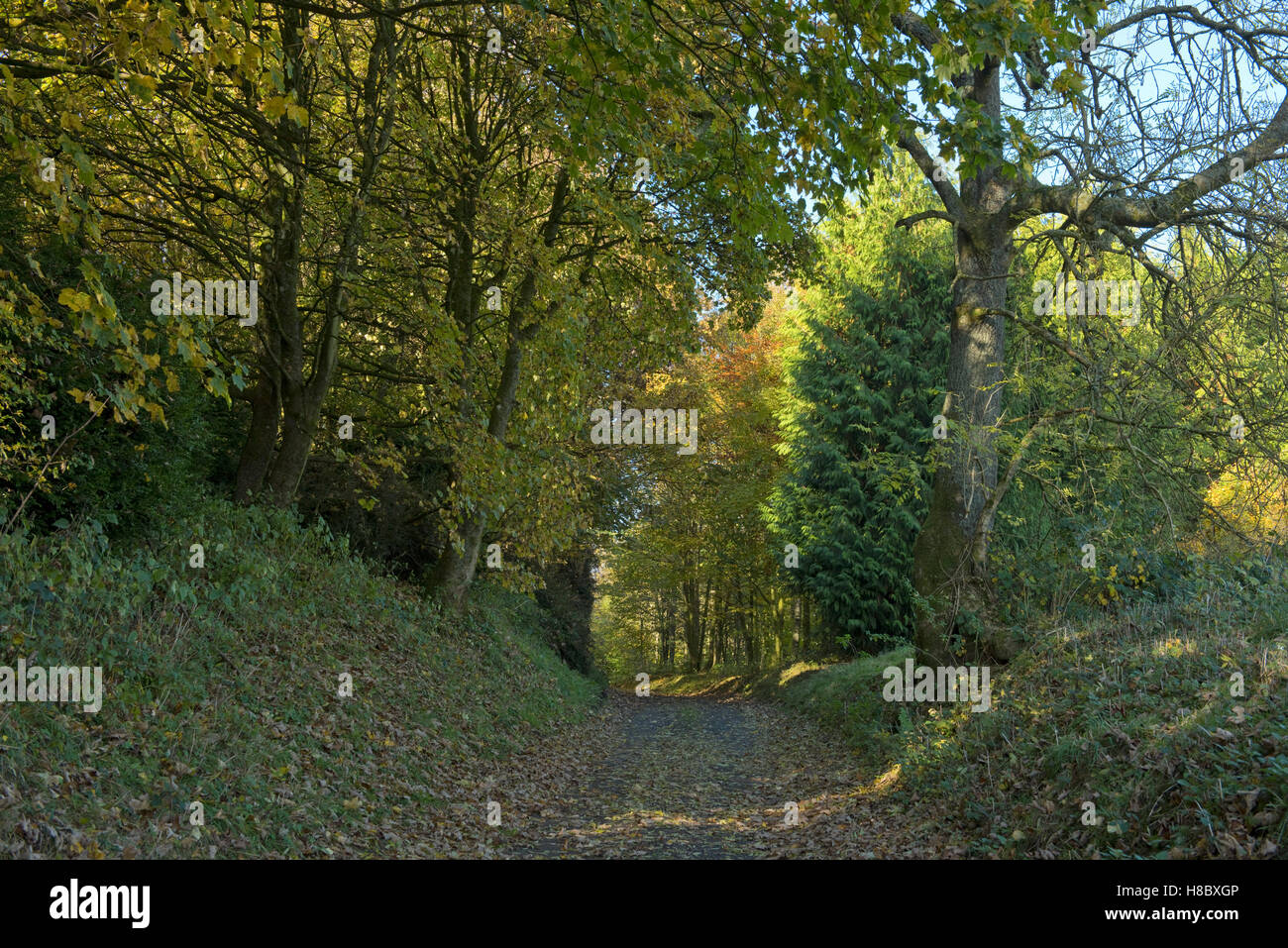 Autumn colours in woodland and country track on the North Wessex Downs, Berkshire, October Stock Photo