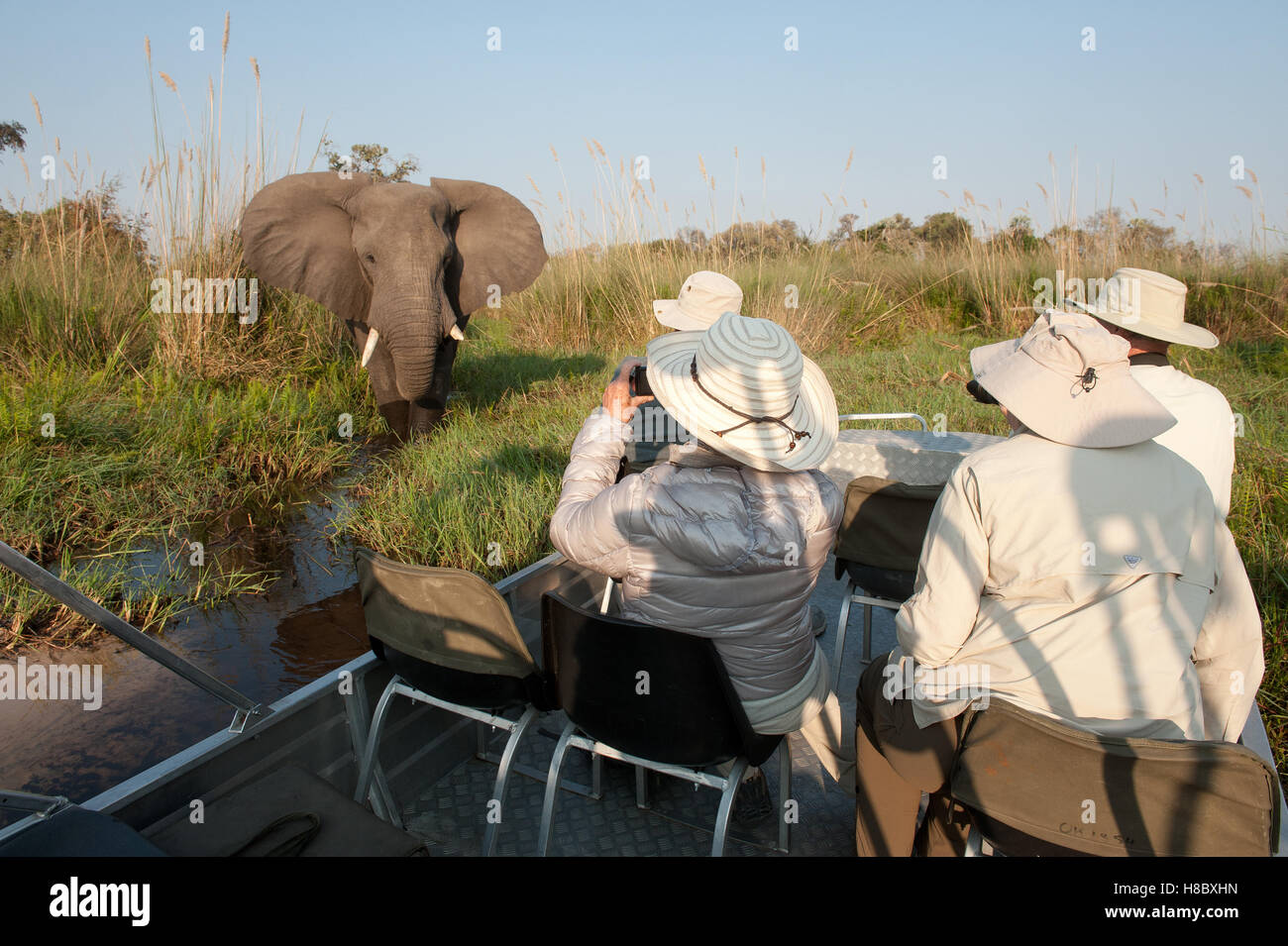 Tourists viewing elephant bull from boat Stock Photo