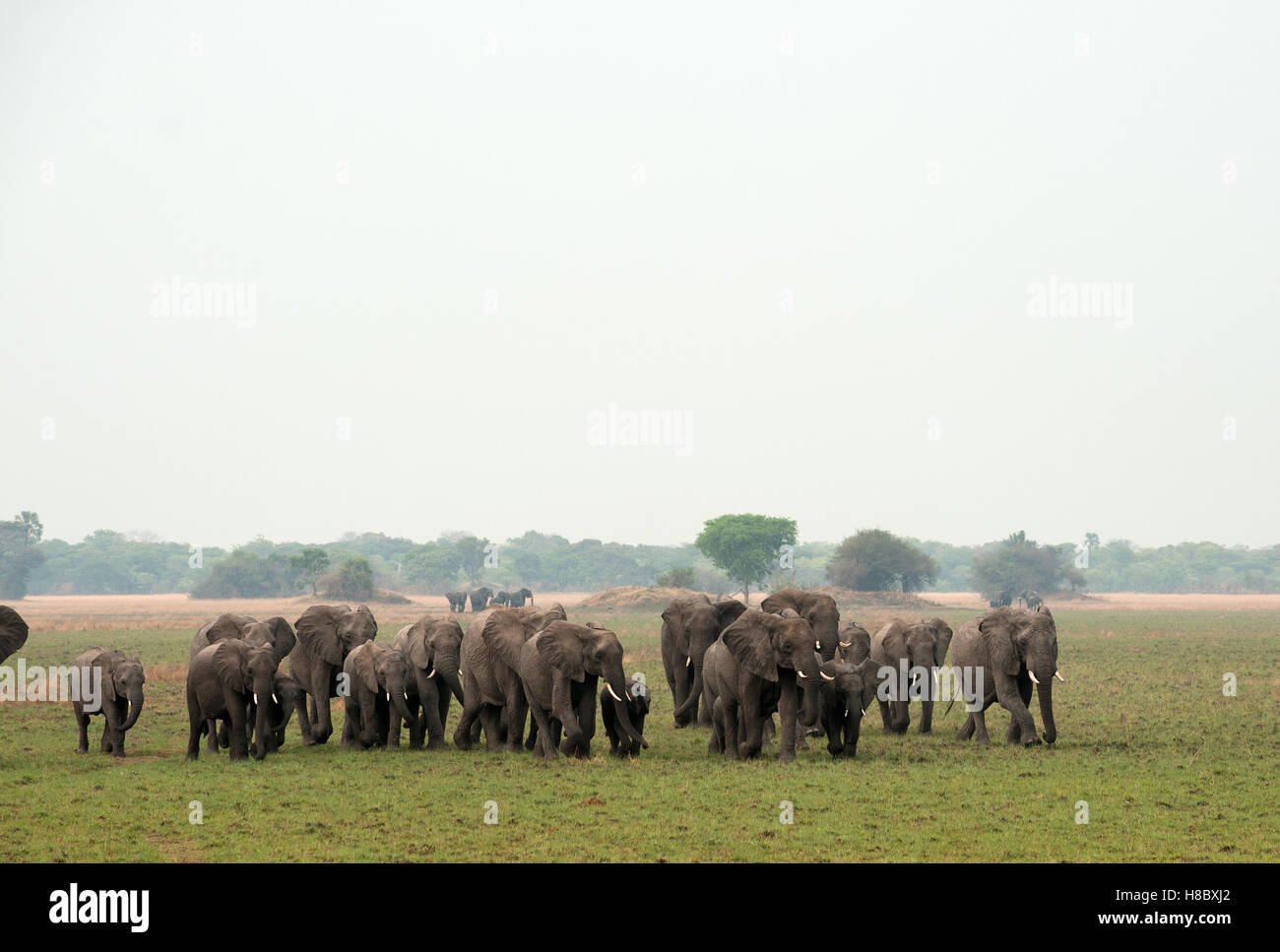 Herd of African elephants on Busanga Plains Stock Photo