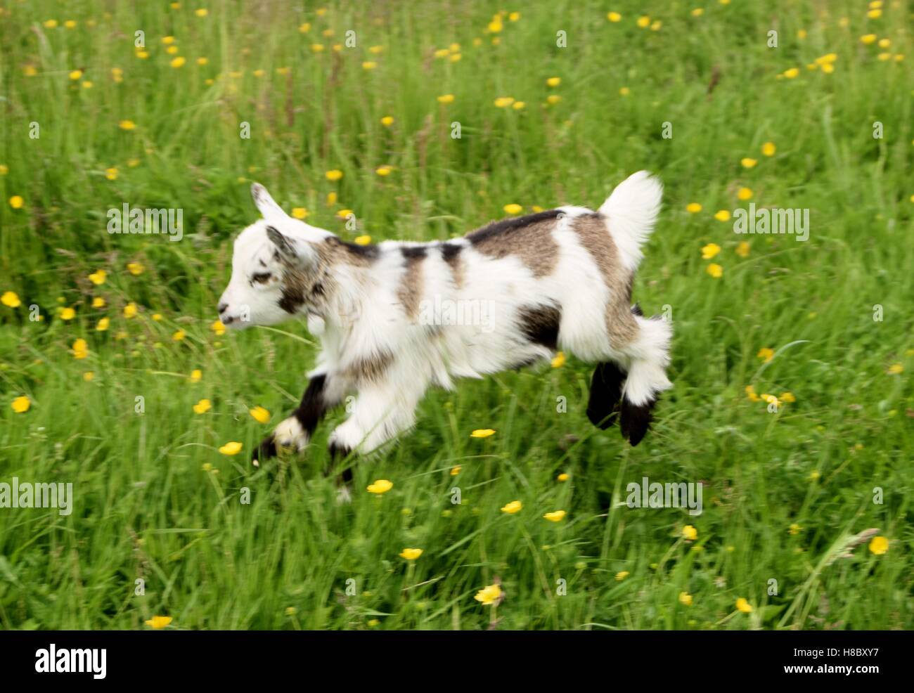 Running and jumping goat kid in our wild flower meadow Stock Photo