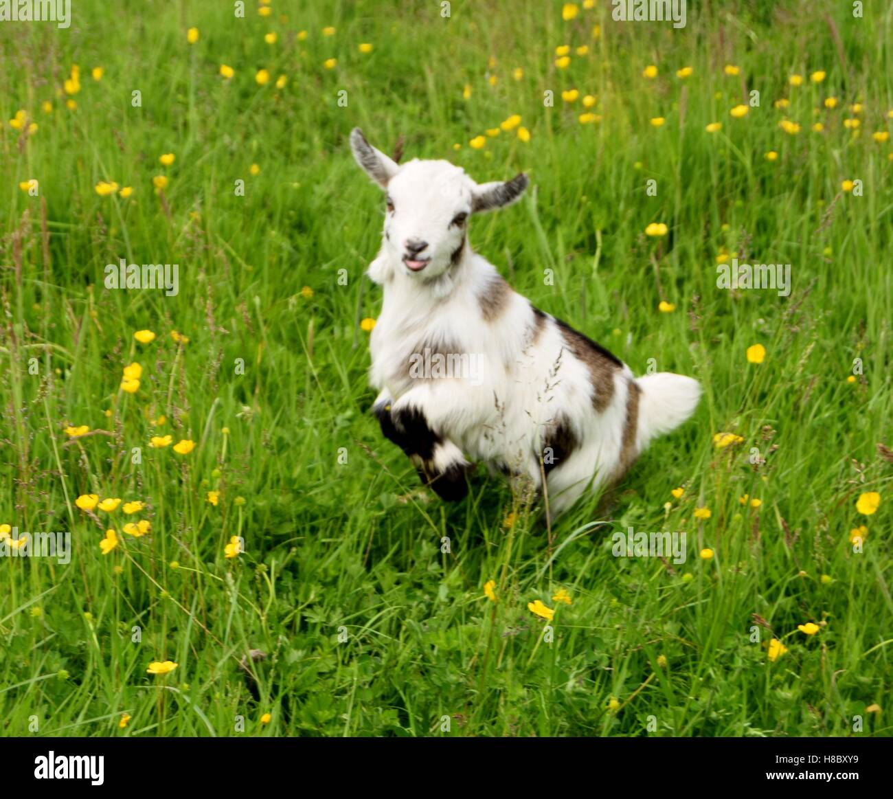 Jumping Pygmy Goat