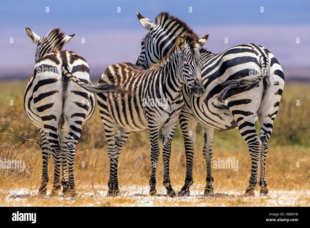 Zebras (Equus quagga) with fowl standing together, Ngorongoro crater, Tanzania Stock Photo