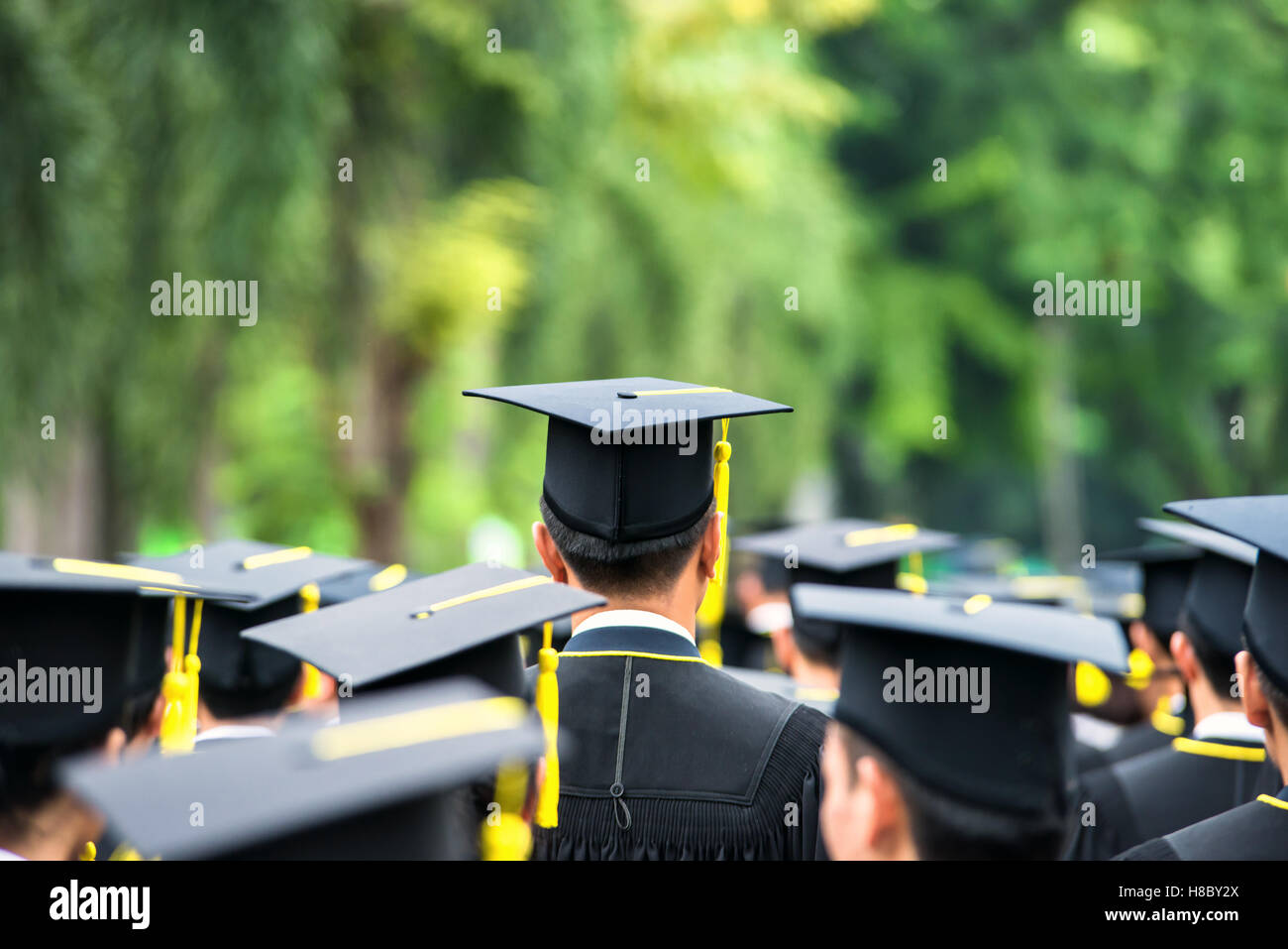Back of graduates during commencement at university. Graduate walking