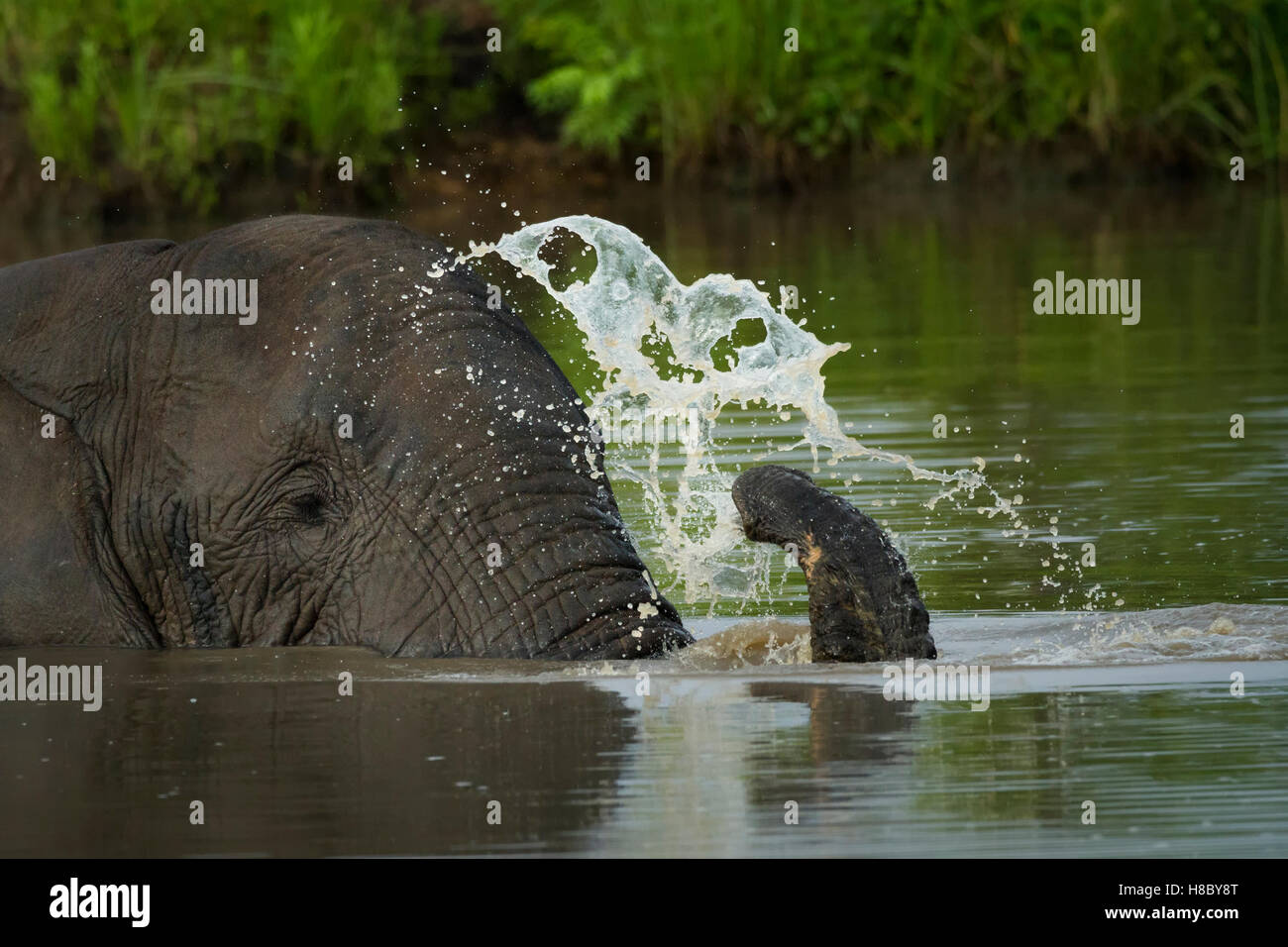 Portrait of an African elephant submerged in water in water spraying water with its trunk Stock Photo