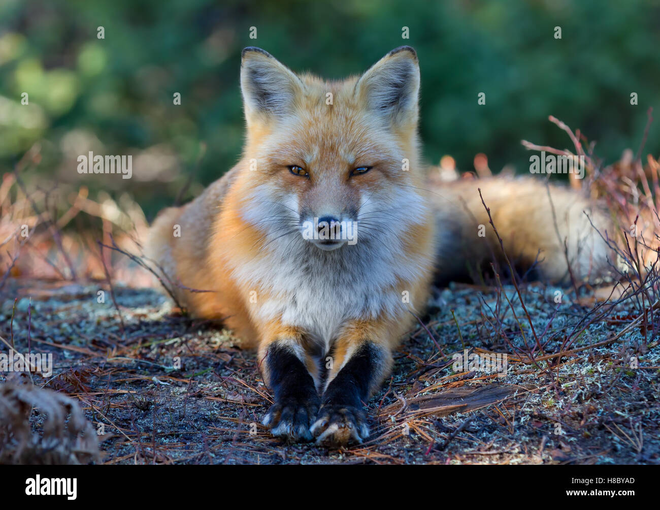 Red fox (Vulpes vulpes) resting in the forest in Algonquin Park in ...