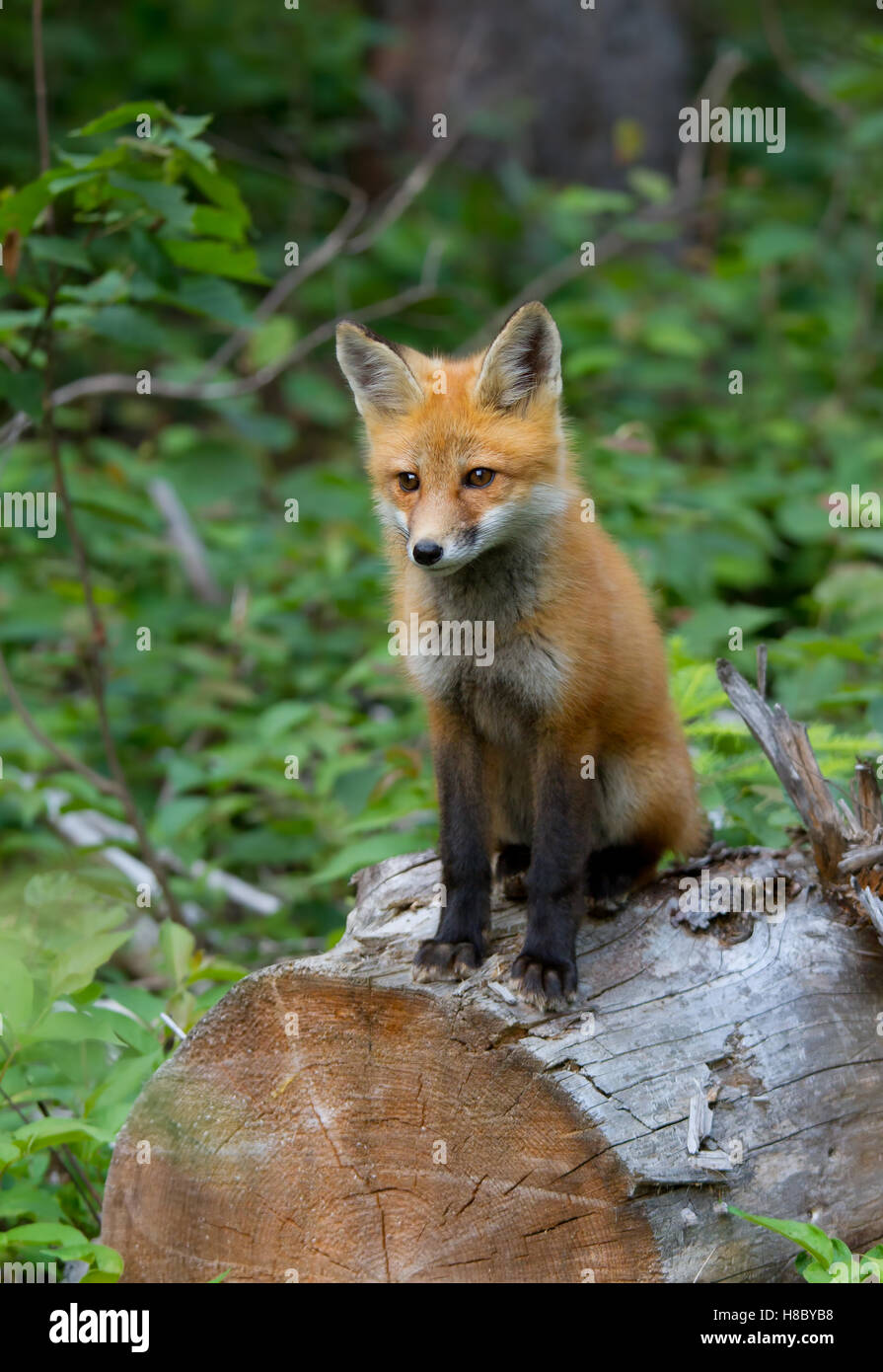Red fox (Vulpes vulpes) kit sitting on a log in Algonquin Park in ...