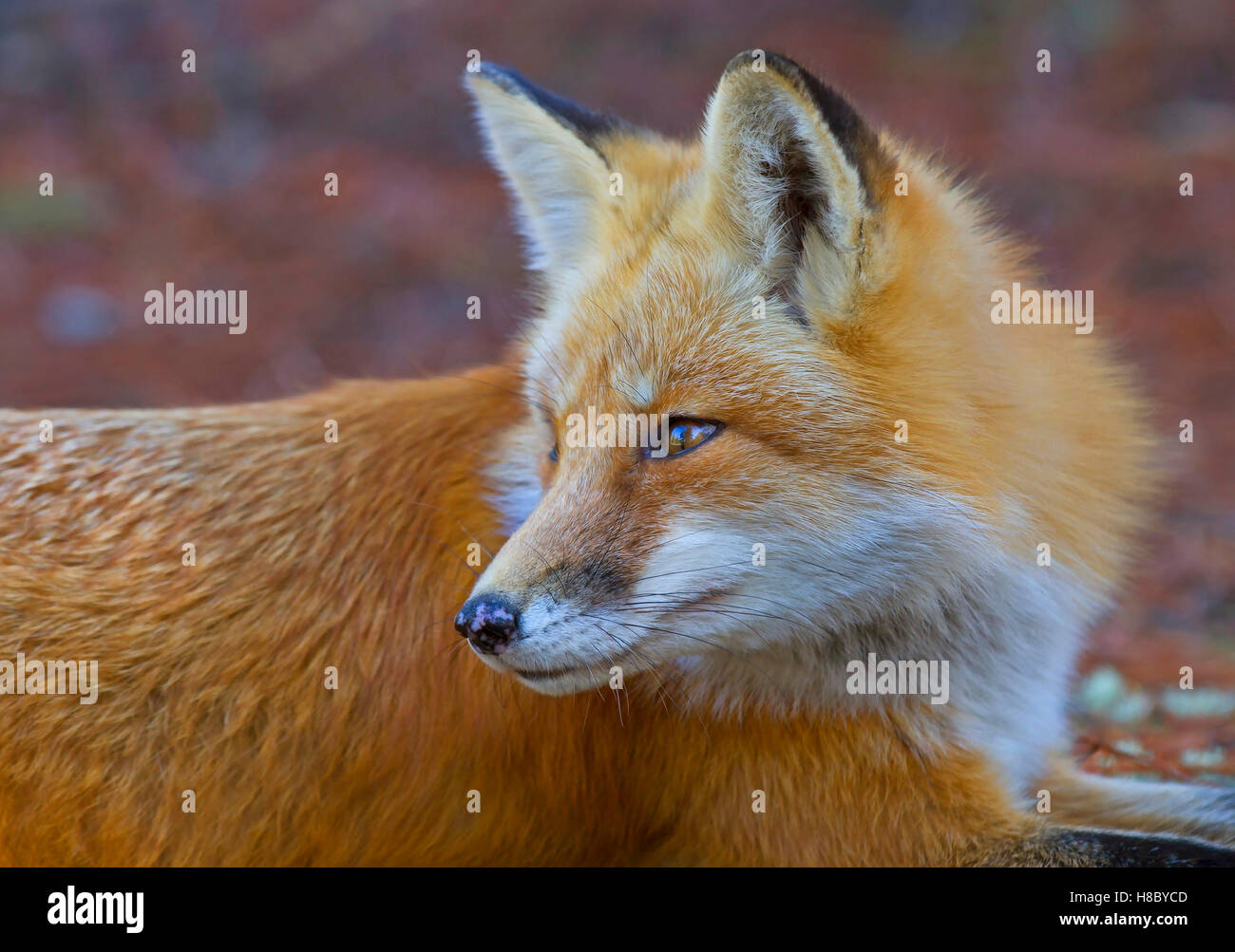 Red fox portrait in Algonquin Park in Canada Stock Photo - Alamy