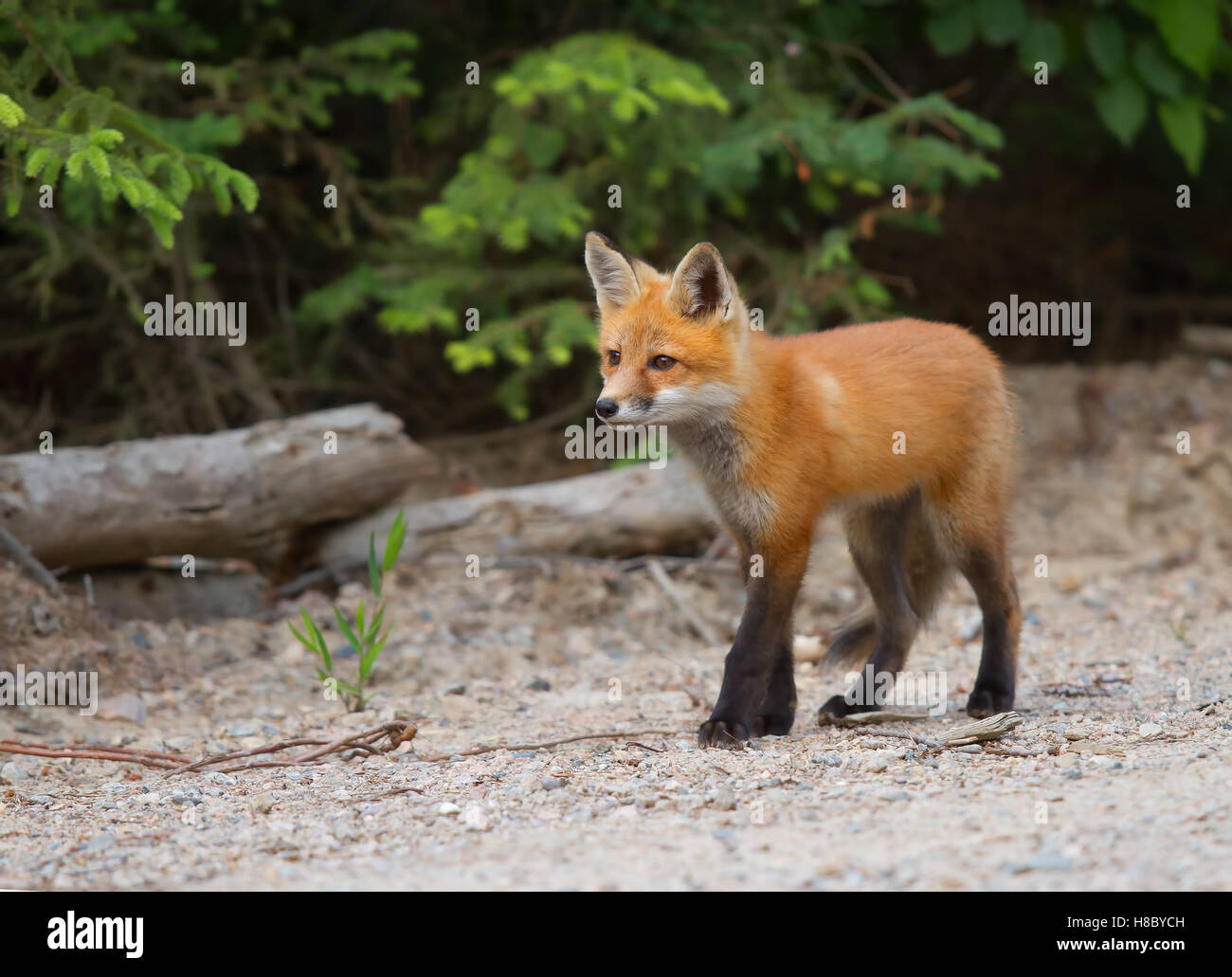 Red fox (Vulpes vulpes) kit walking down a dirt road in Algonquin Park in Canada Stock Photo