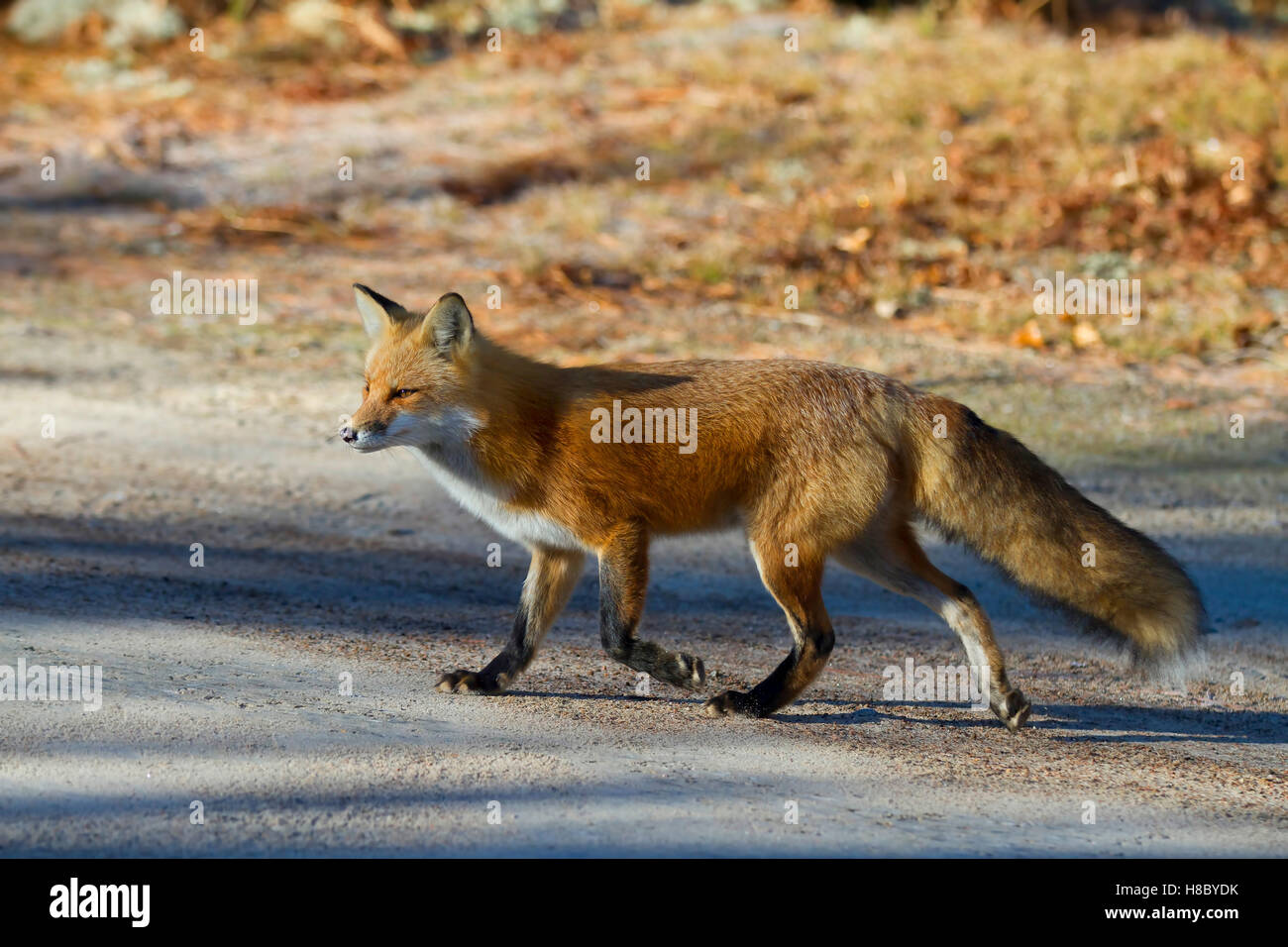 Red fox (Vulpes vulpes) crossing a dirt road in Algonquin Park in