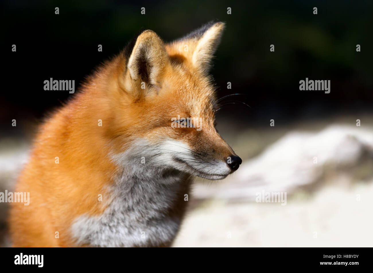 Red fox (Vulpes vulpes) sitting in the snow in Algonquin Park in Canada ...