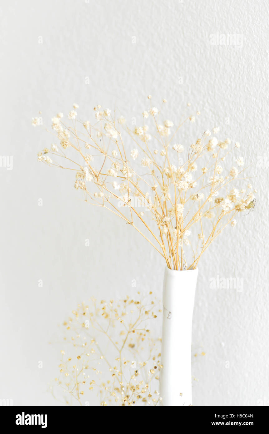 dried gypsophila or dried Baby's Breath in the vase Stock Photo