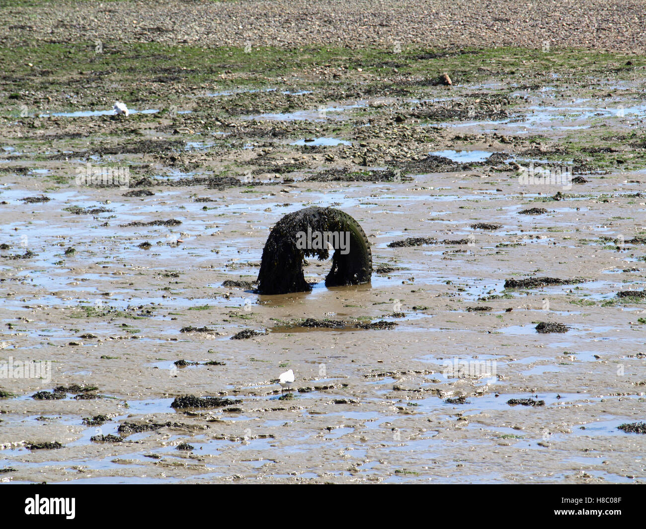 Car tyre embedded in mud at Weston Parade, Woolston, Southampton, Hampshire UK Stock Photo