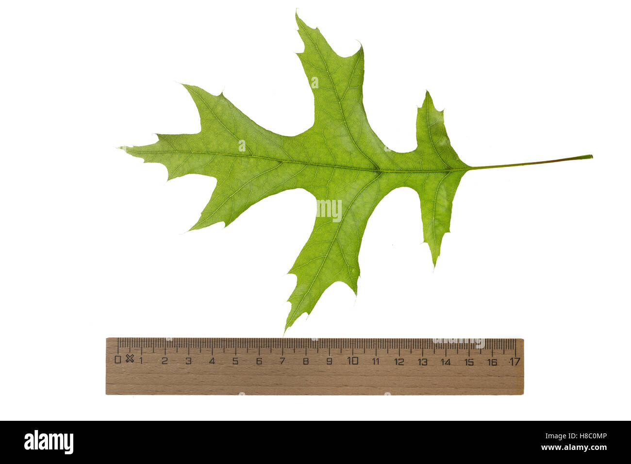 Scharlach-Eiche, Scharlacheiche, Quercus coccinea, scarlet oak, Le chêne écarlate. Blatt, Blätter, leaf, leaves Stock Photo